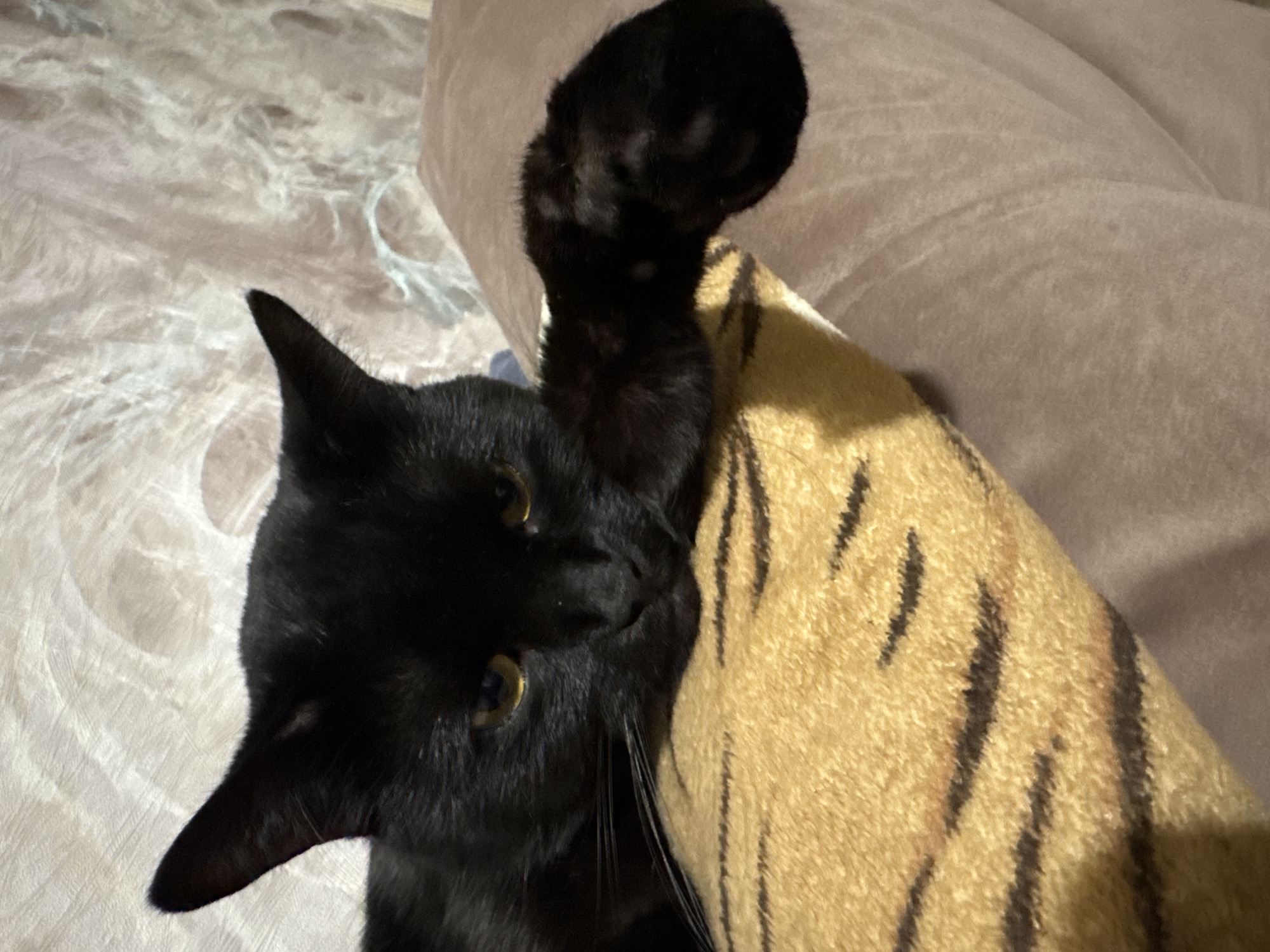 Black cat spotted relaxing at Russian resort