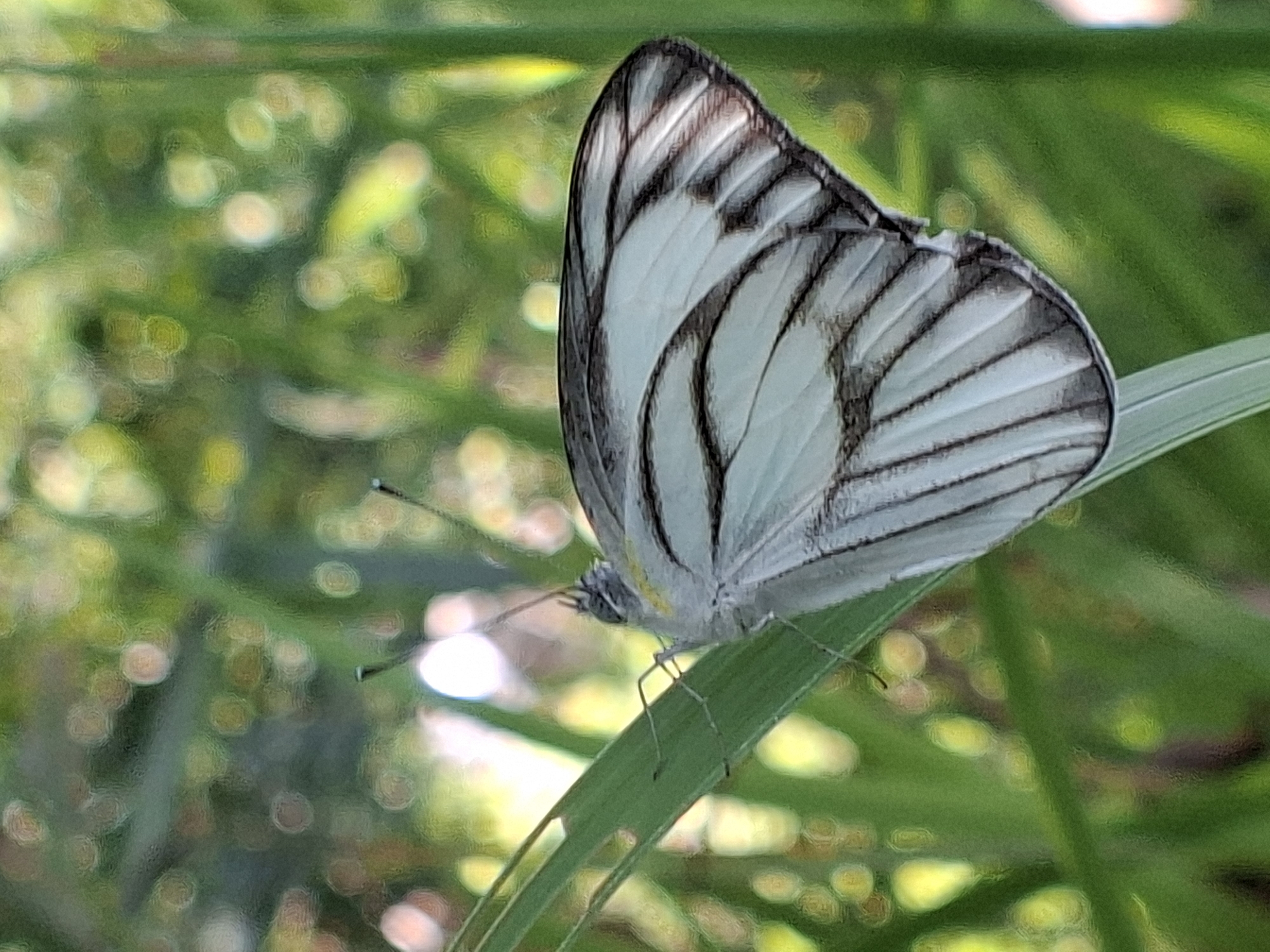 Nature observations documented across Lhokseumawe, Indonesia morning hours