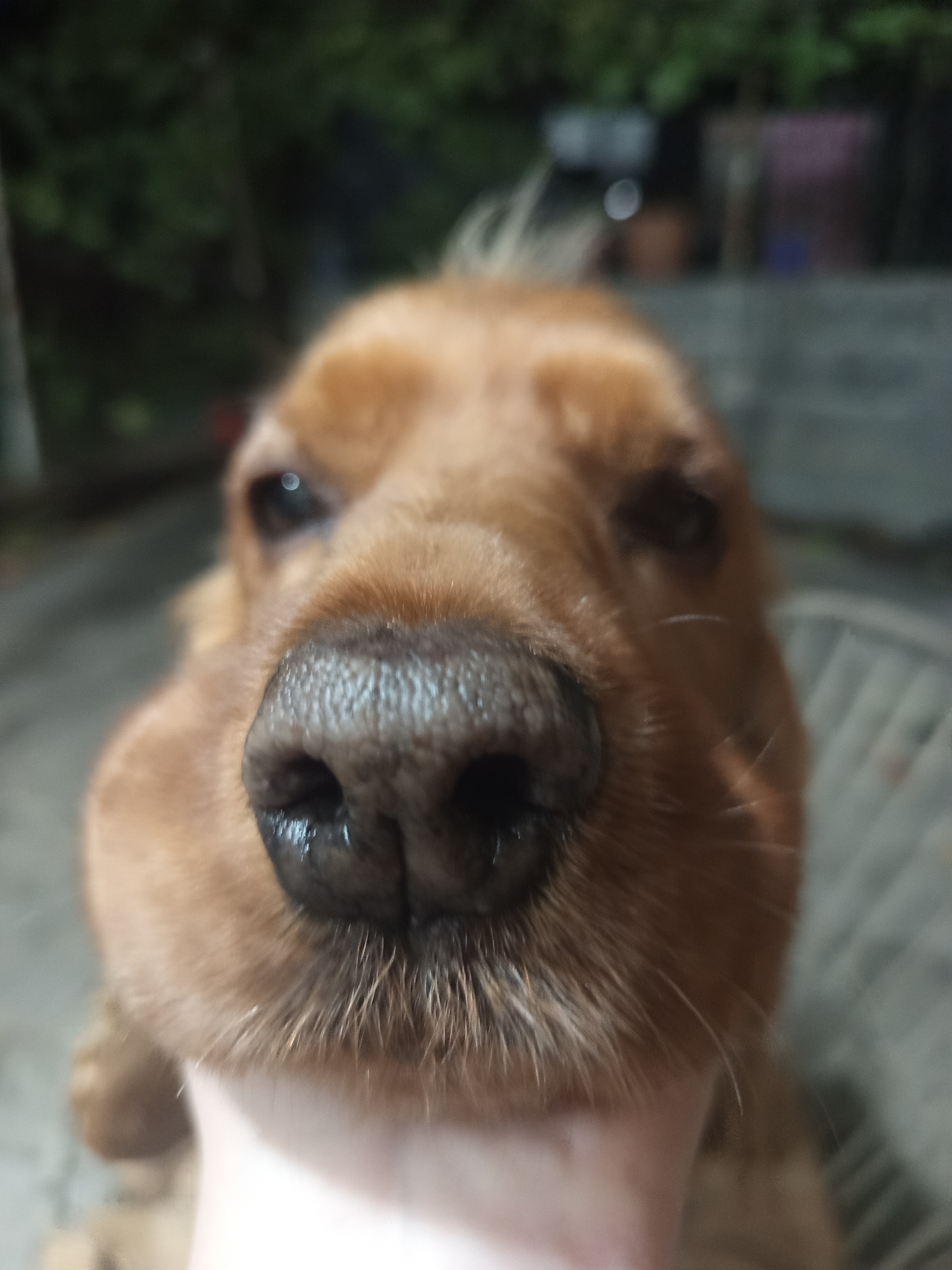 Cocker Spaniel's quiet evening in a Khashuri backyard