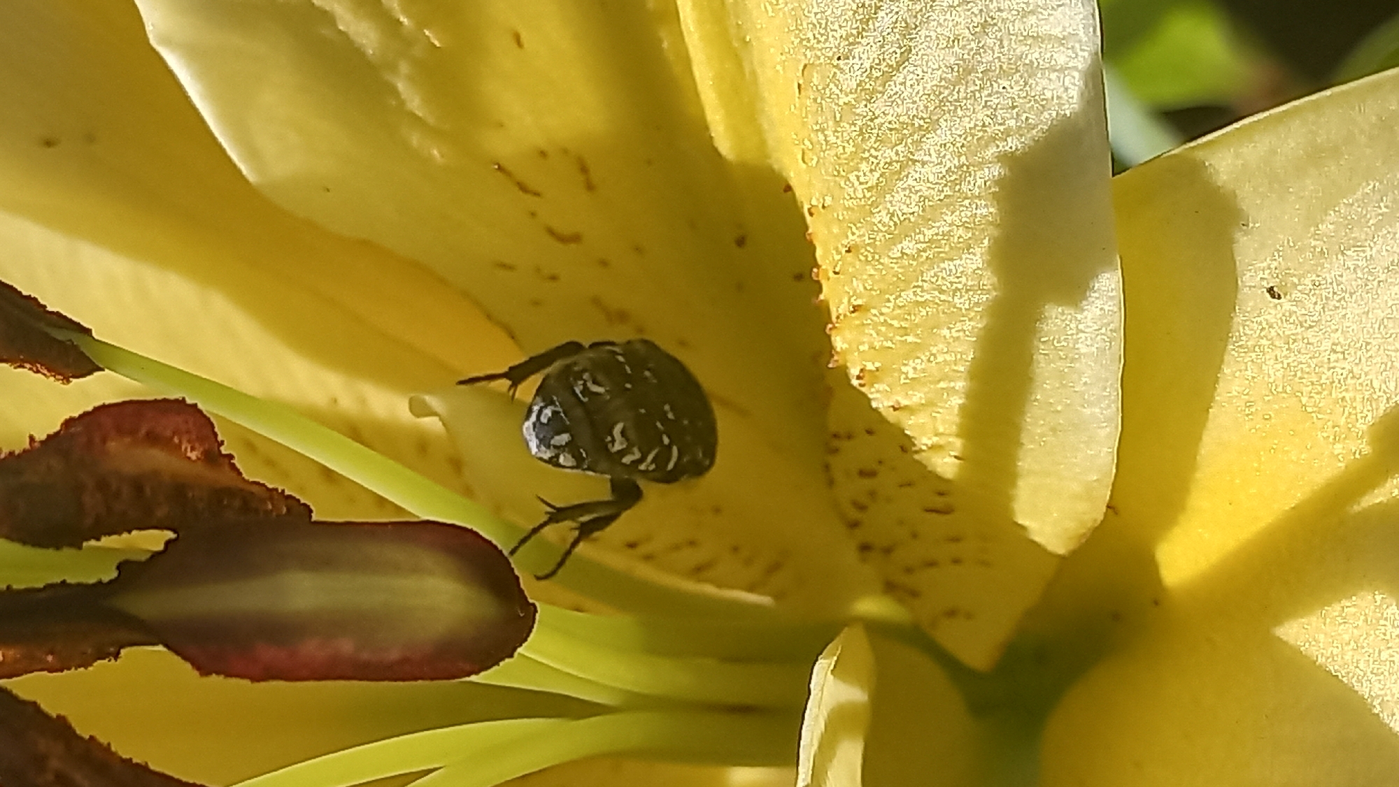 Close-up garden shots: roses, lilies, mint, and an insect