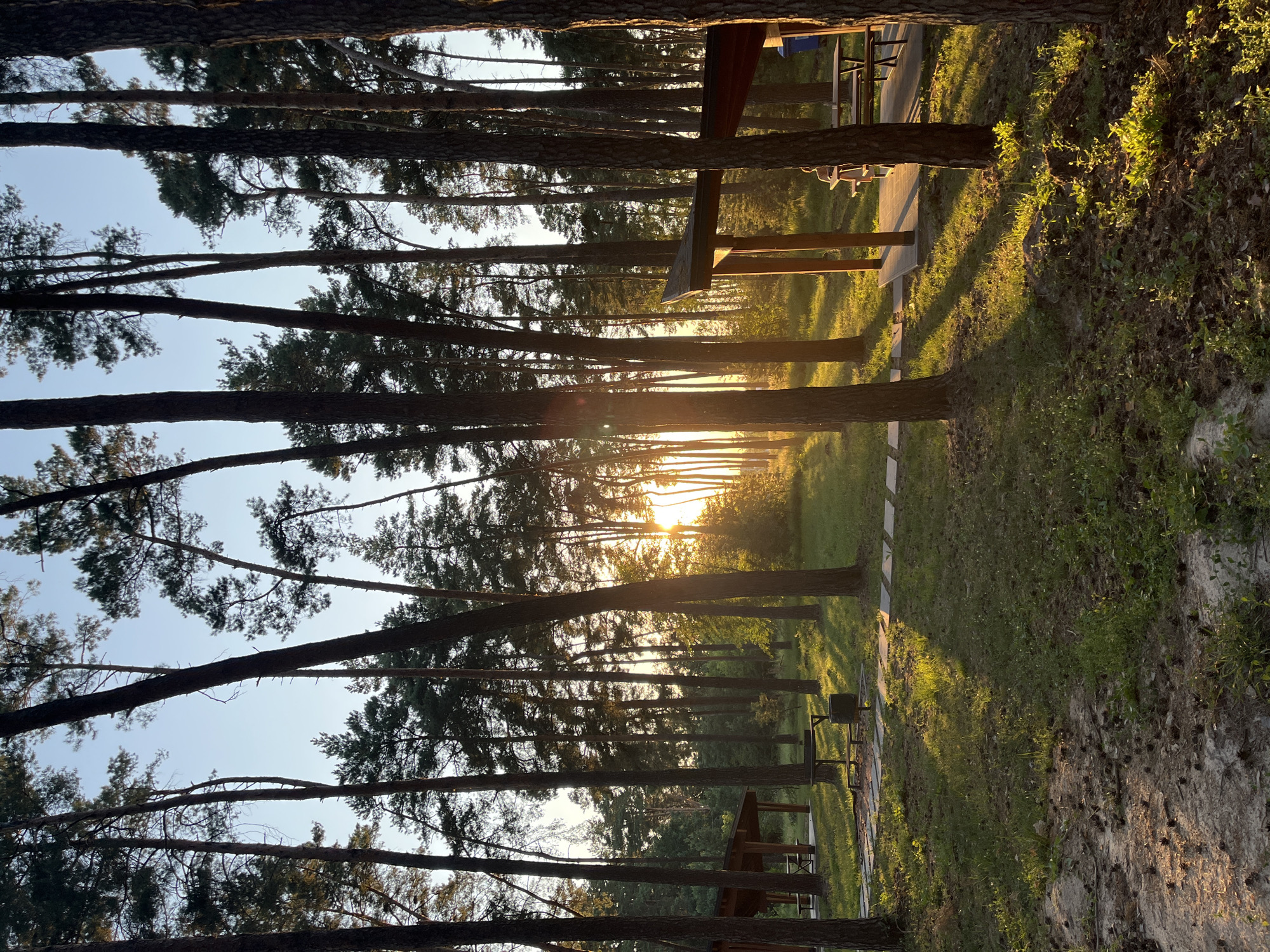 Golden hour light filters through pine forest in Lohvyn, Ukraine