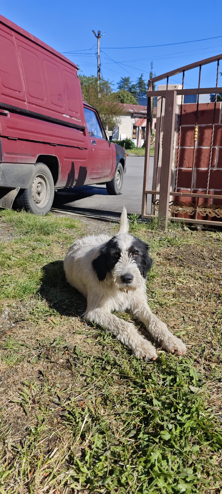 Dogs spotted around Pitsunda streets, petted by Russian-speaking visitors