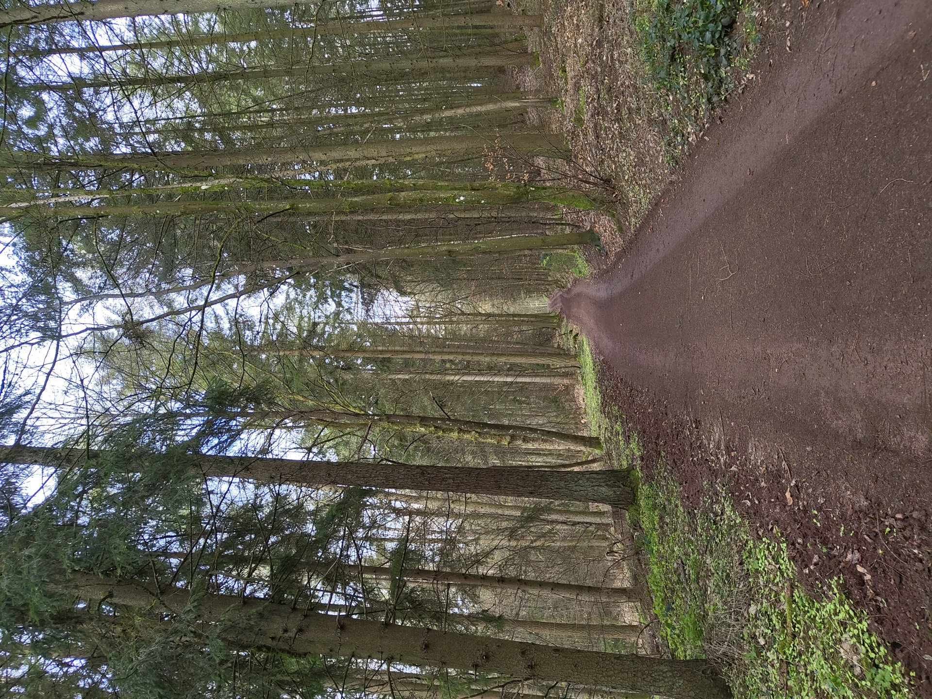 Forest path documented in Mettlach, Germany morning hours