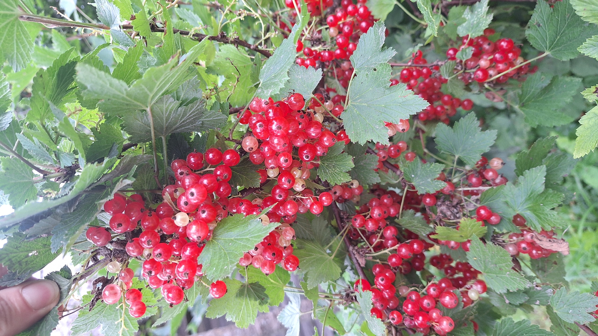 Latvia