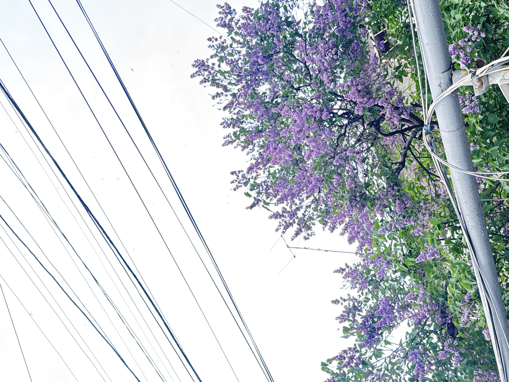 Lilac blooms observed near power lines in Yerevan