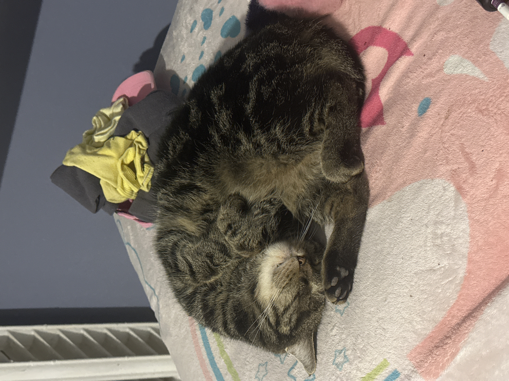 Tabby cat sleeps peacefully on blanket in Stavropol home