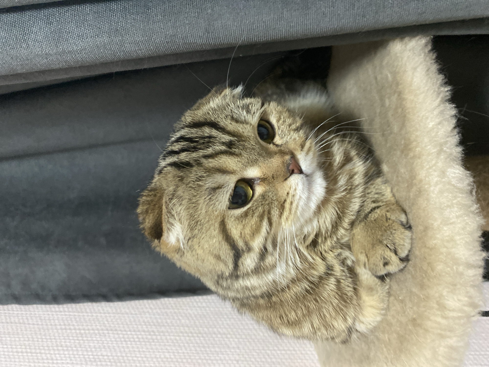 Tabby cat observed resting in home setting