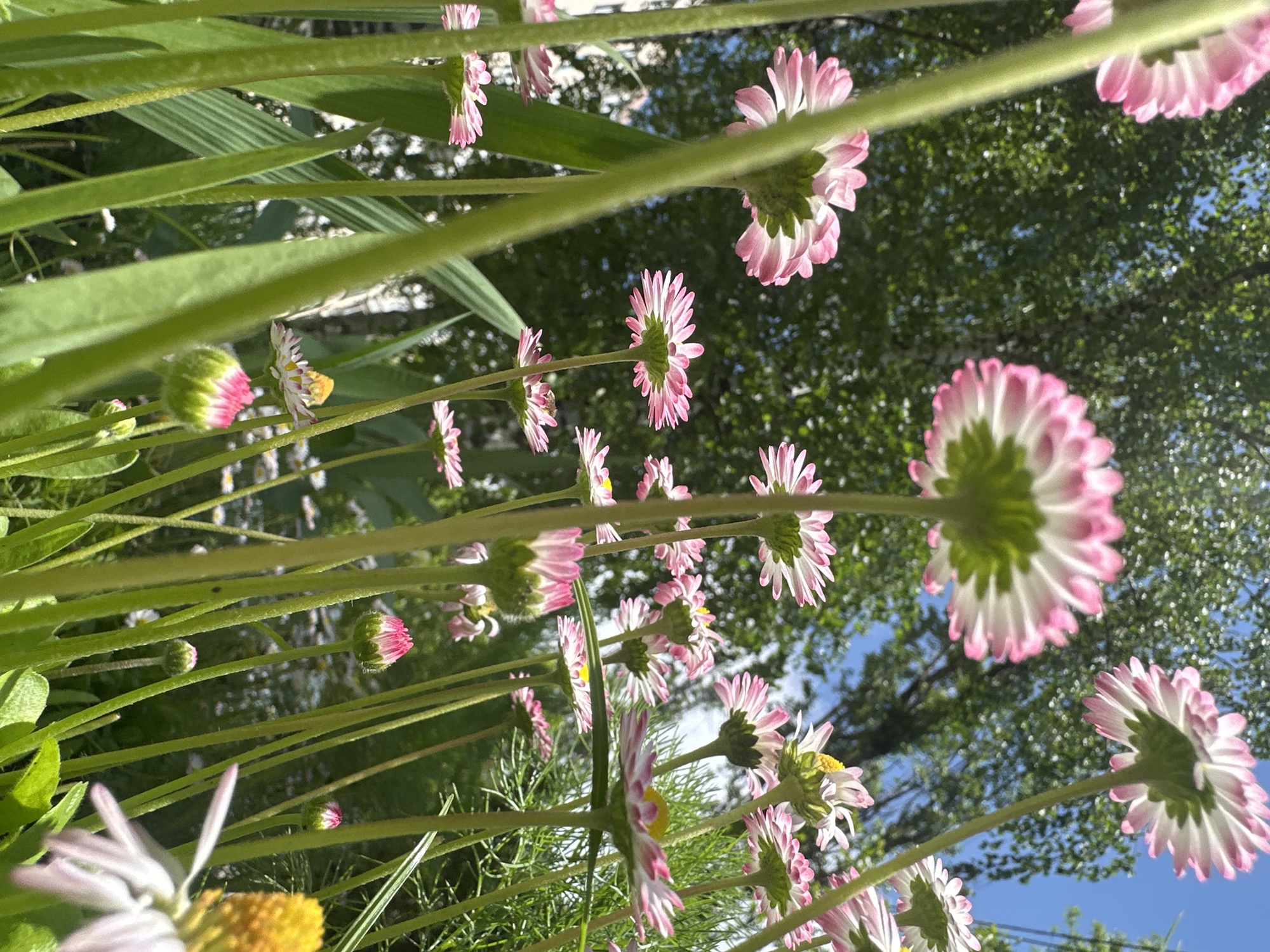 Spring flowers documented blooming in Stavropol residential area