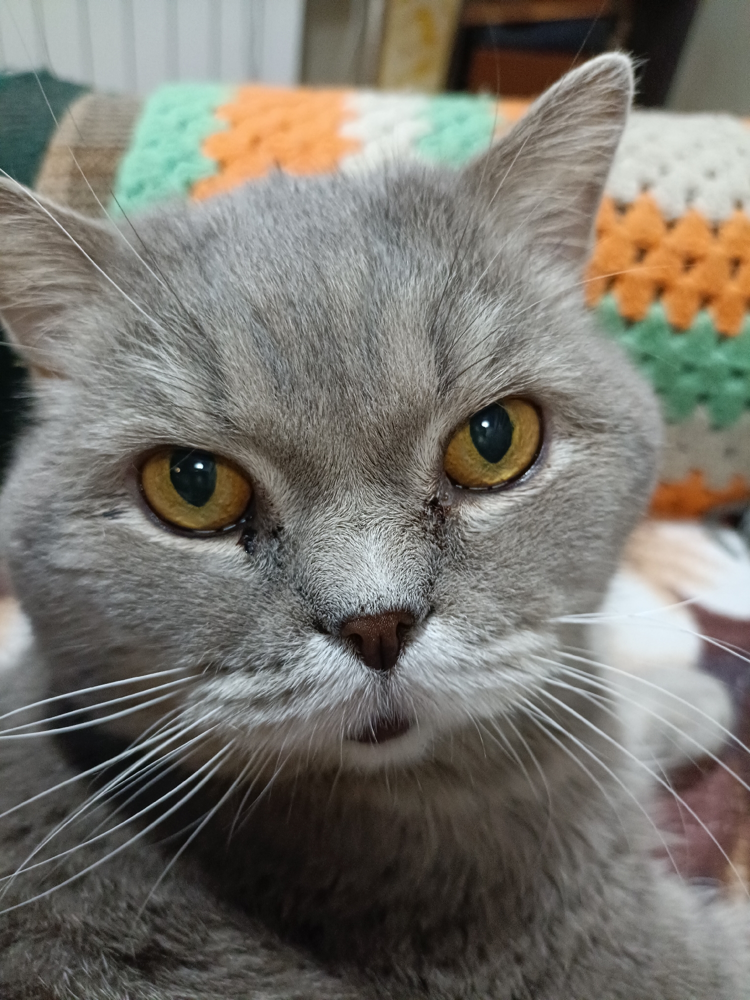 Grey British Shorthair cat, close up in Bataysk