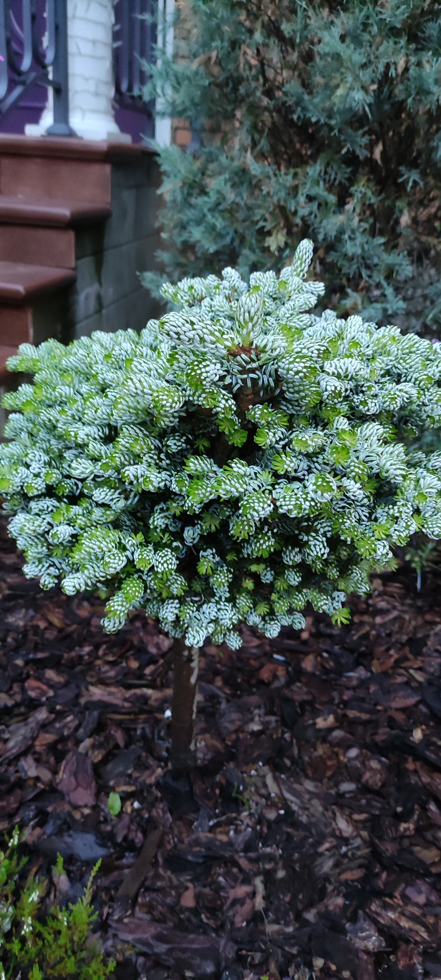 Summer garden details from a Rosinka residential property