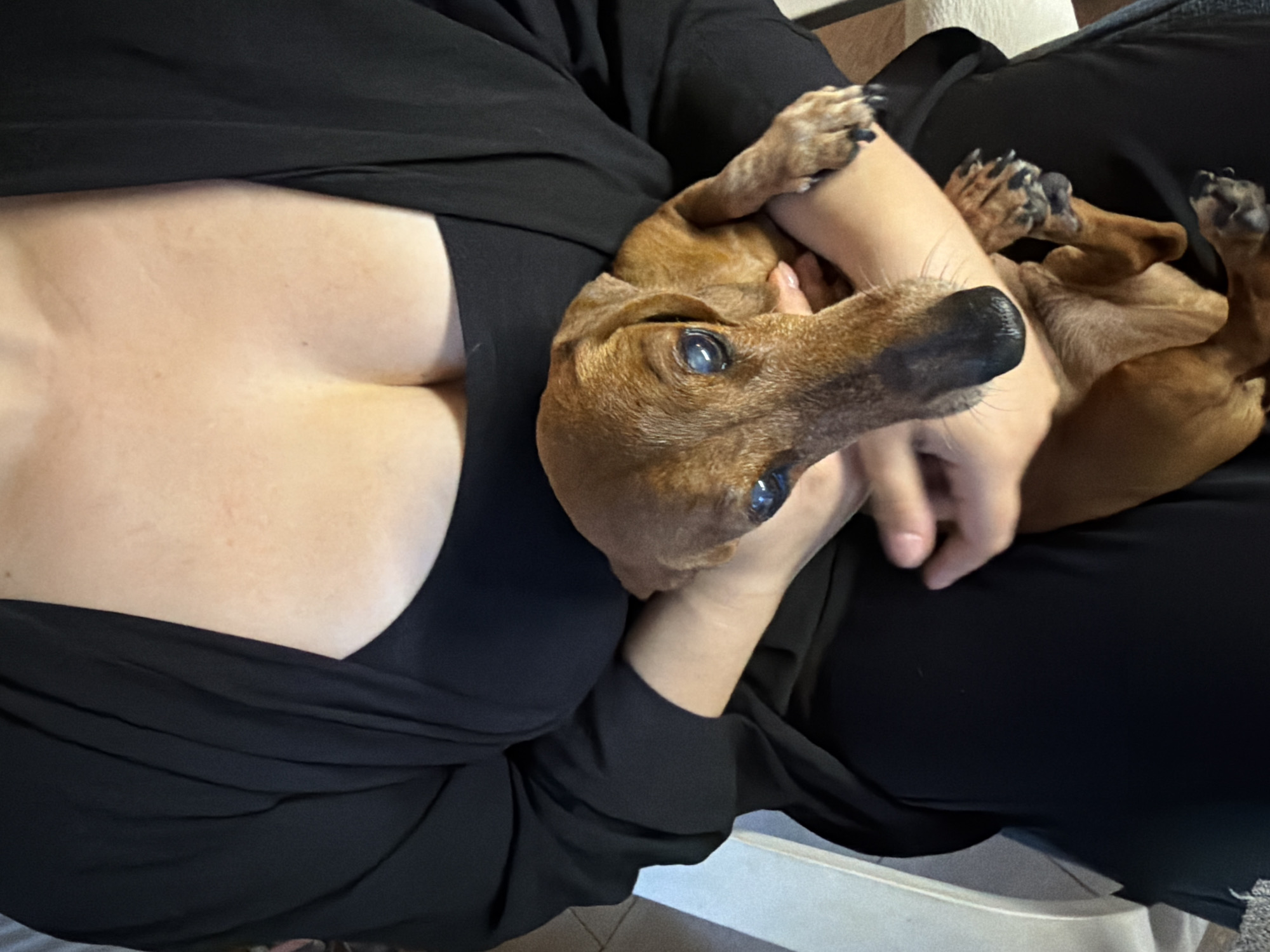 Pets at home and rain on a June afternoon in Russia
