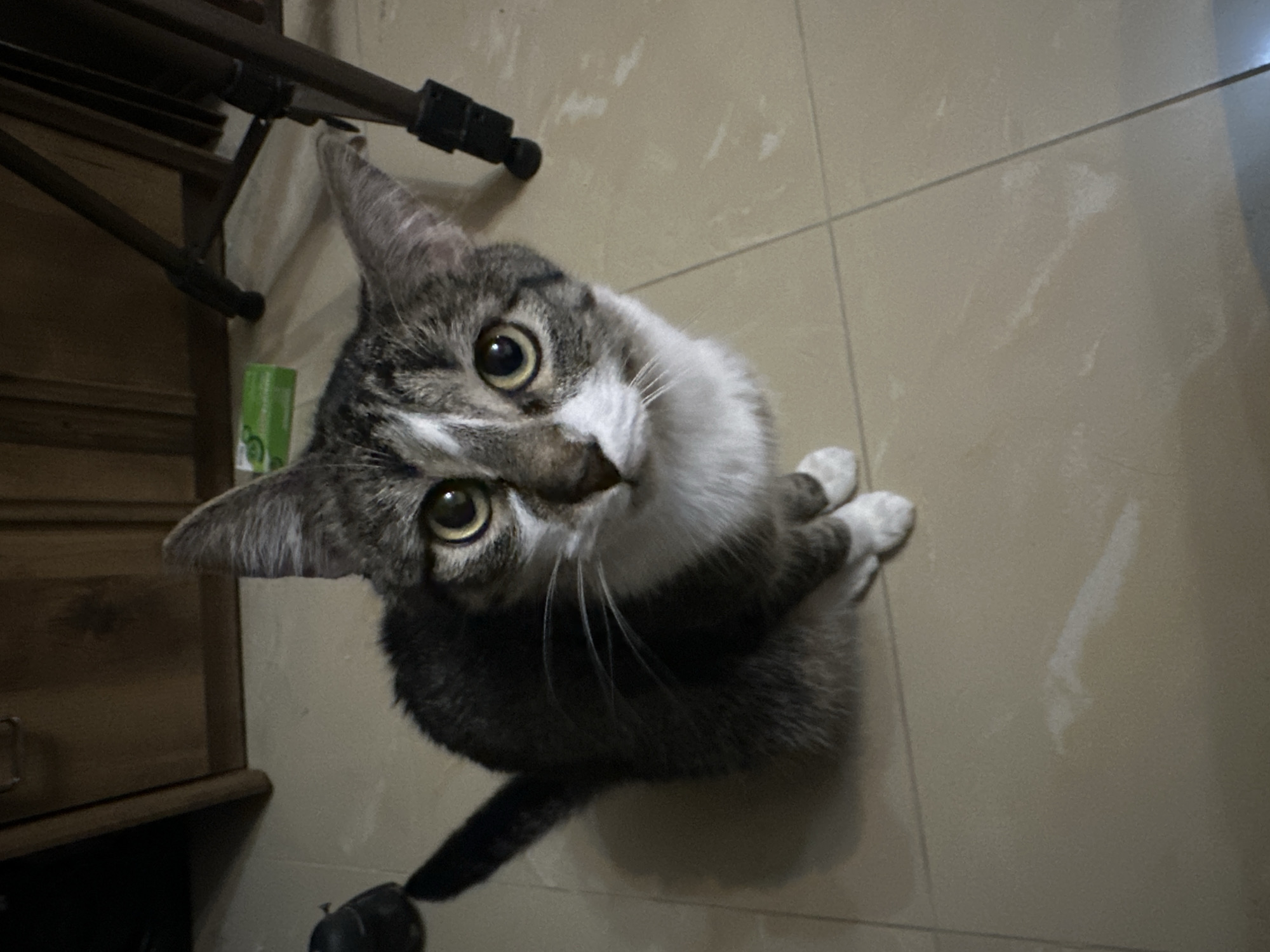 Tabby cat photographed in multiple poses in Sofia home