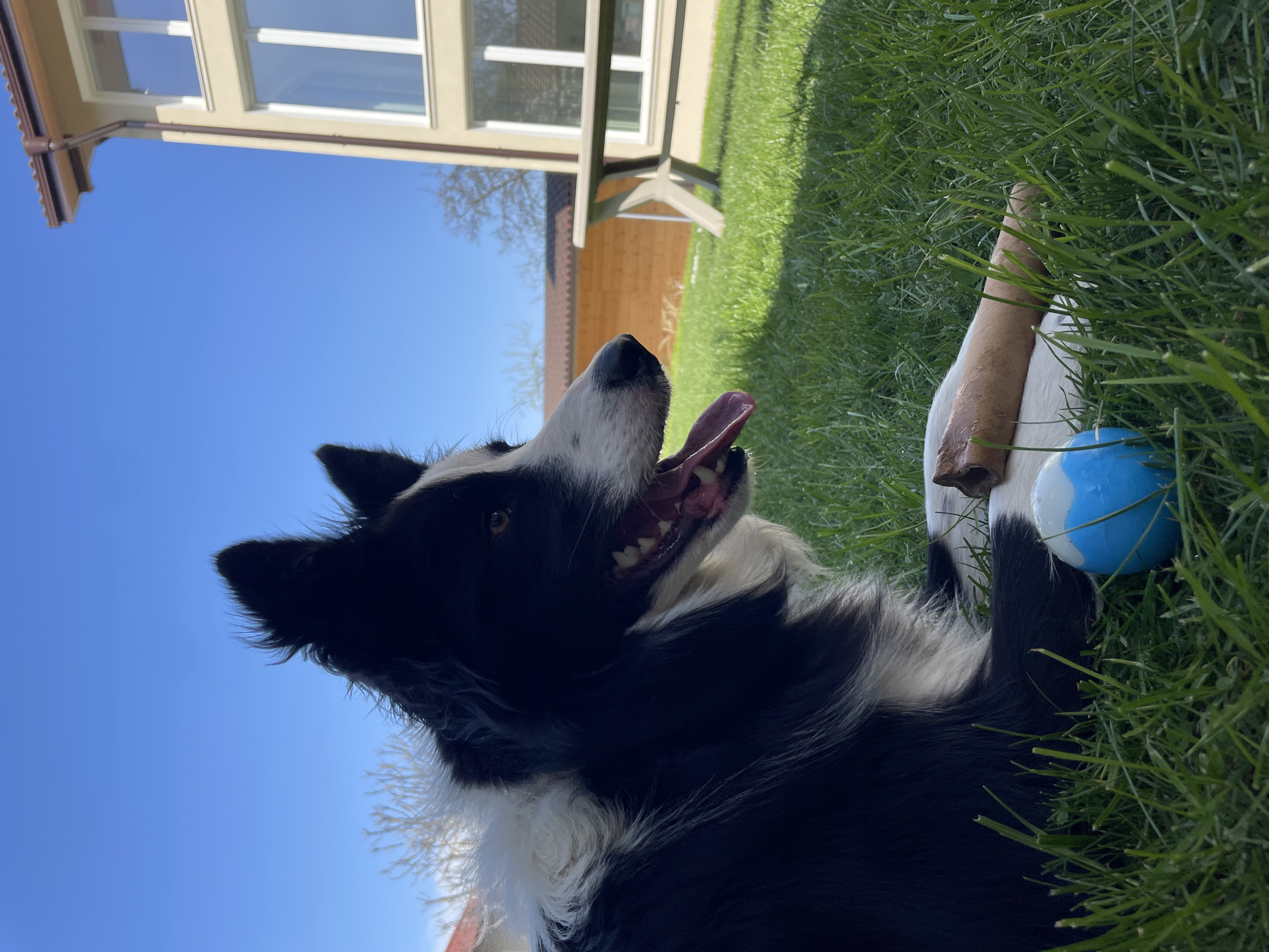 Border Collie and cat enjoy sunny afternoon in grass