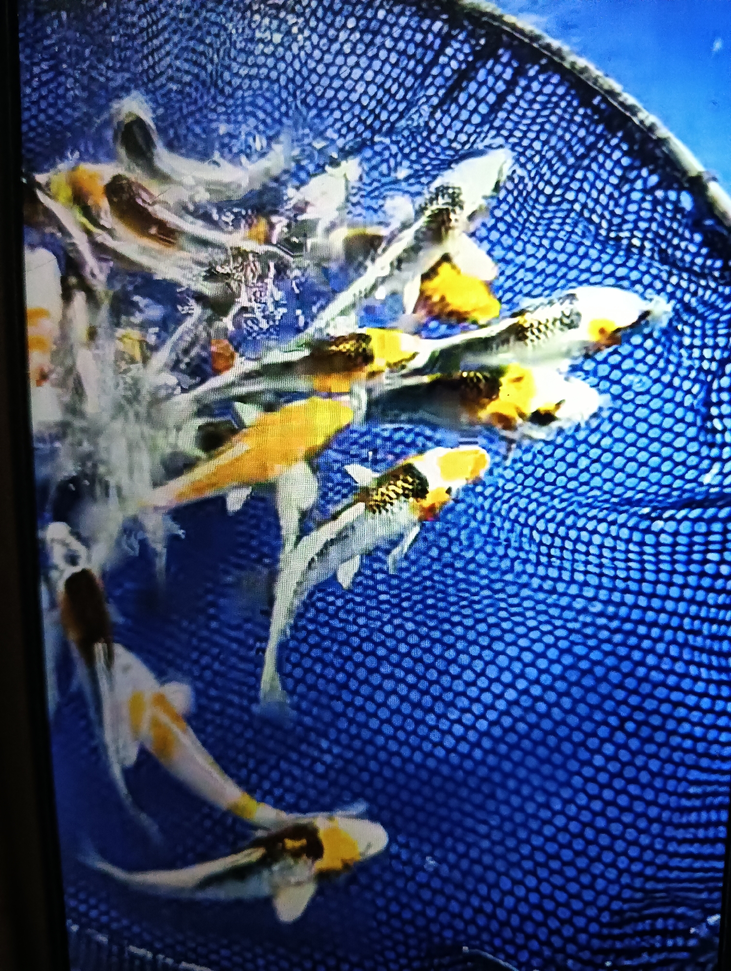 Koi, small fish, and goats at a live animal market
