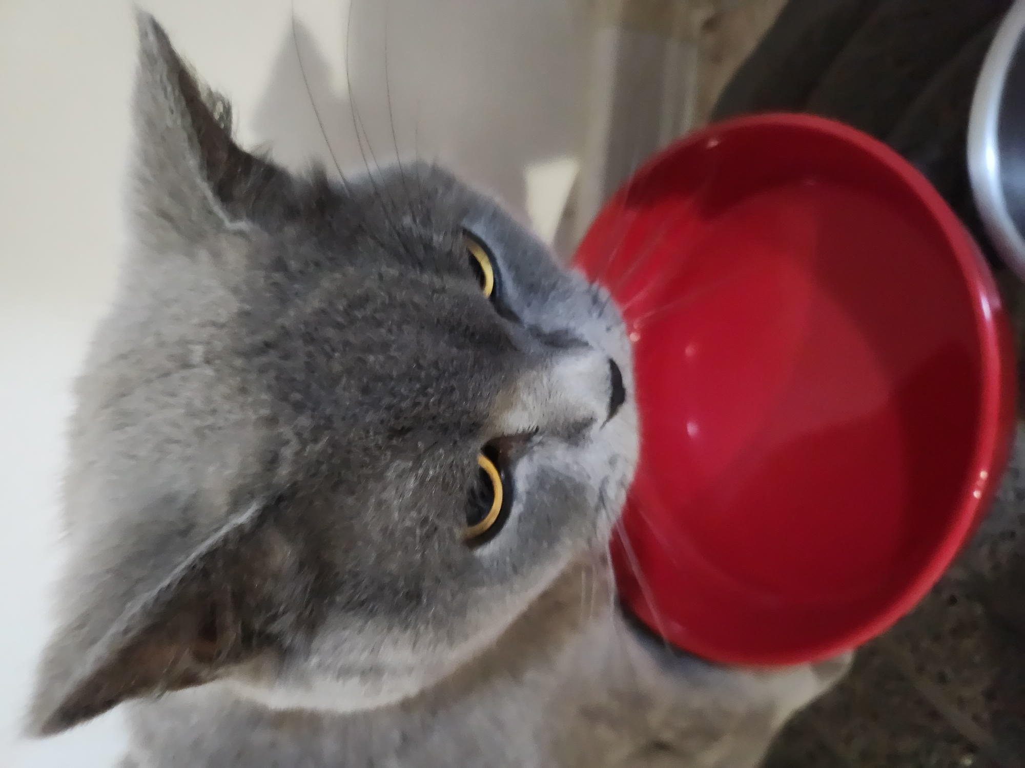 Grey cat's evening routine captured in Bulgarian home