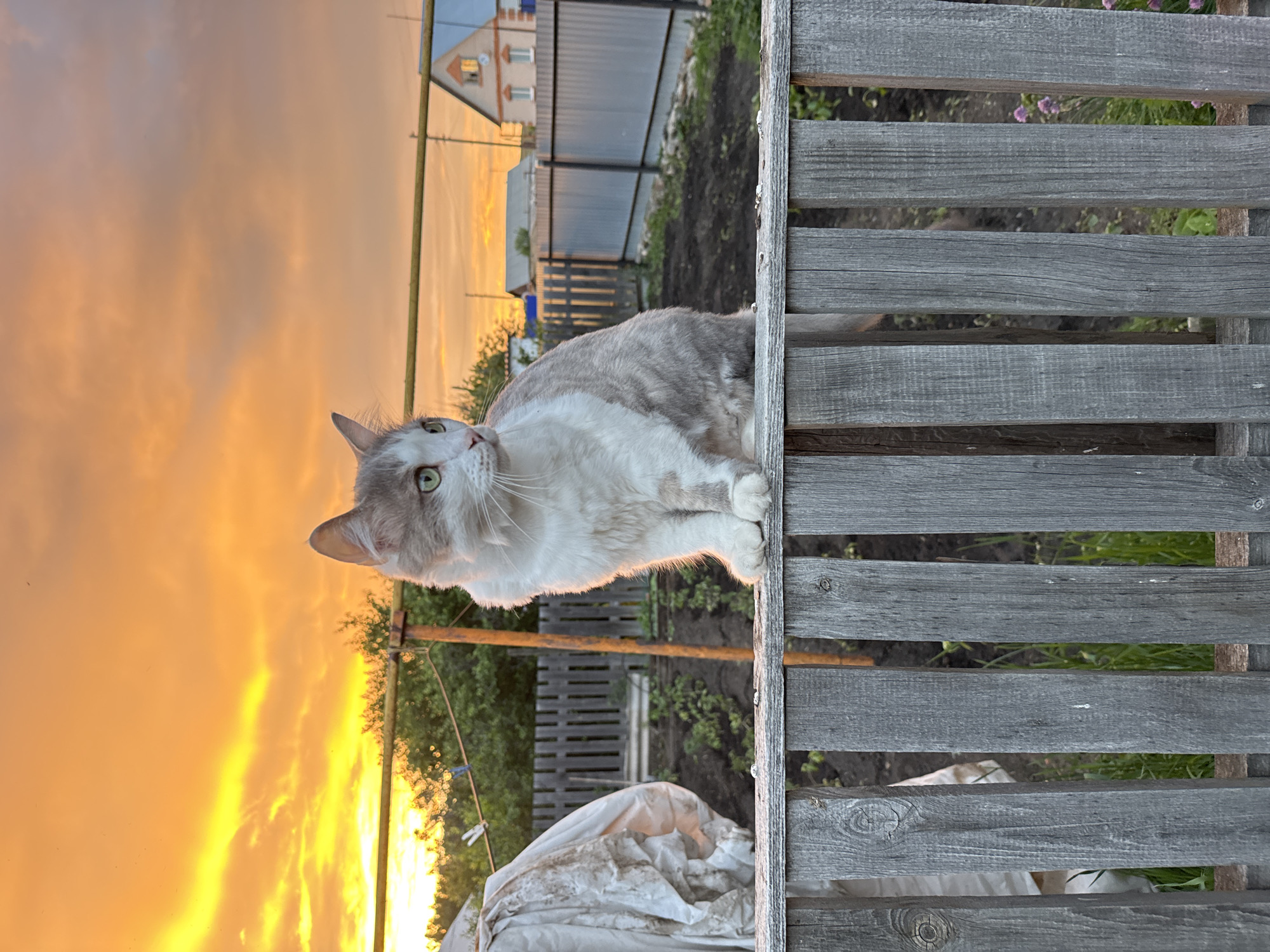 Cat sits on fence overlooking garden in Russian village