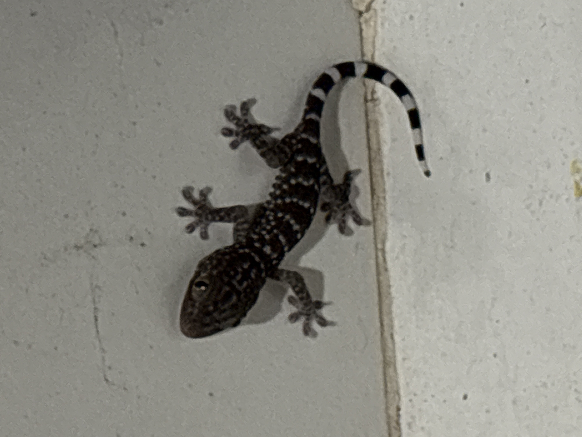 Spotted gecko observed on wall in Kuta Selatan