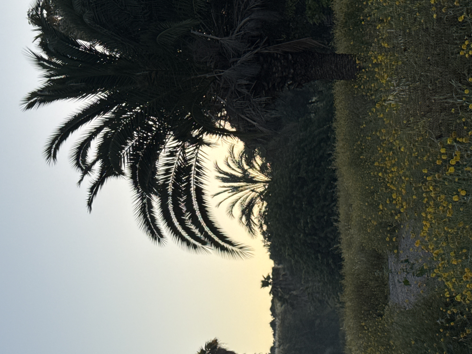 Spring flowers bloom beneath palm trees in Ramat Gan