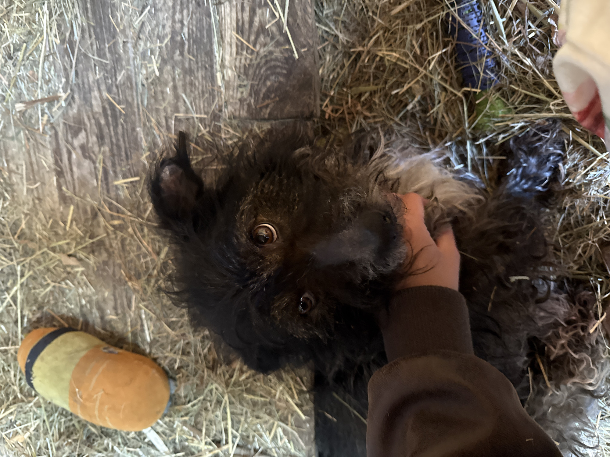 Dog receives gentle petting while resting on hay