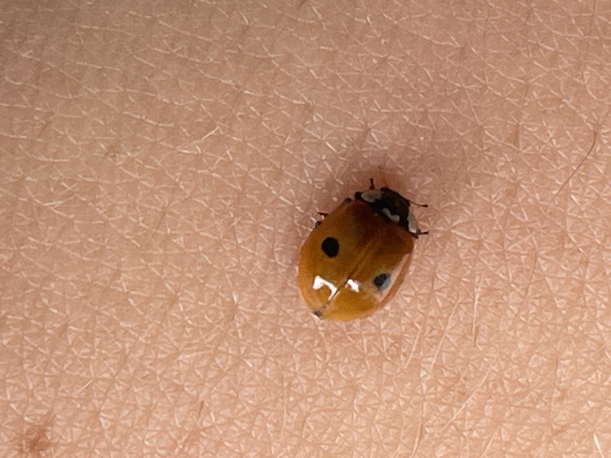 Ladybug close-up on skin, Saint Petersburg