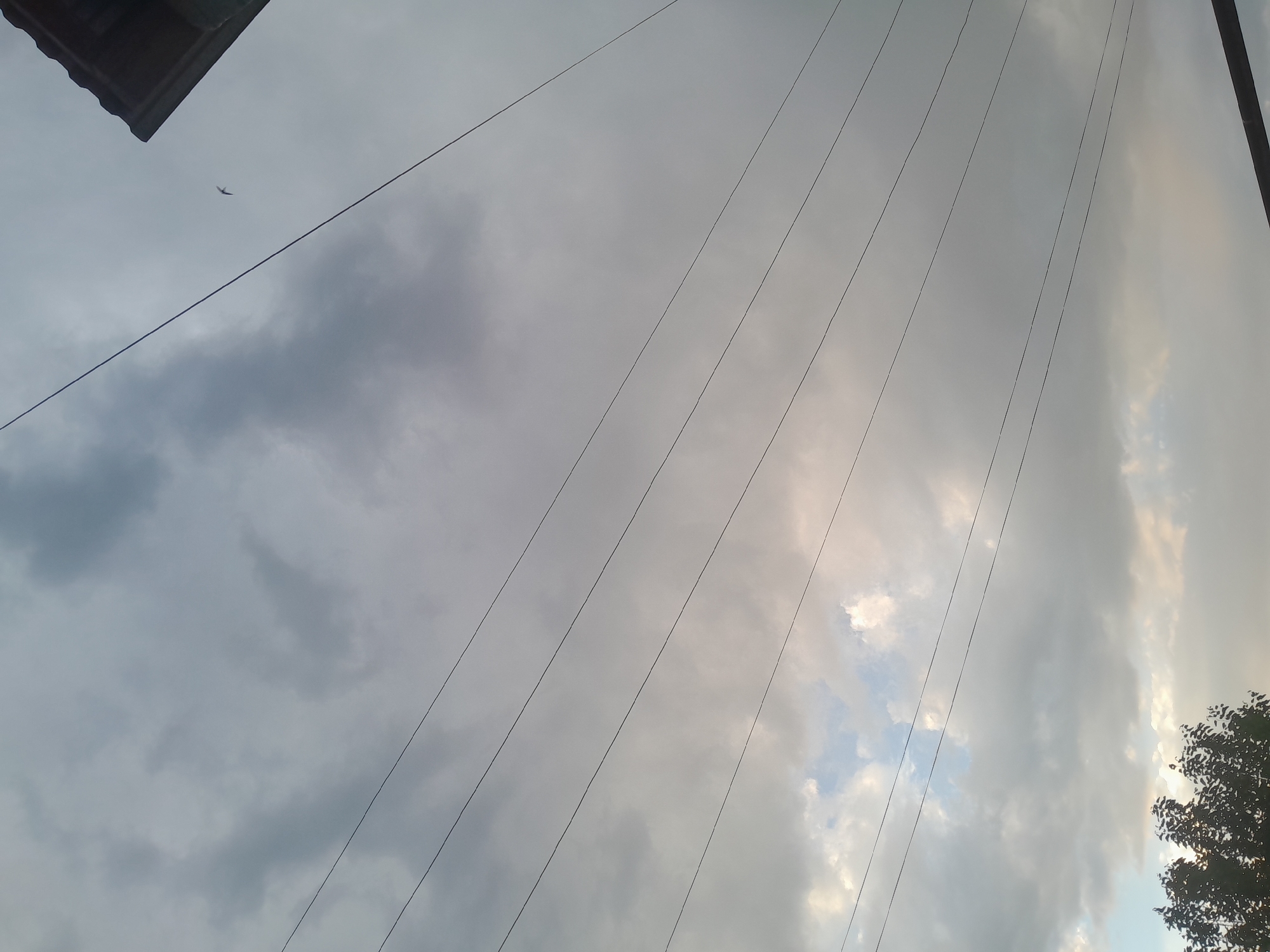 Suburban landscape documented: power lines, trees, yucca plant observed
