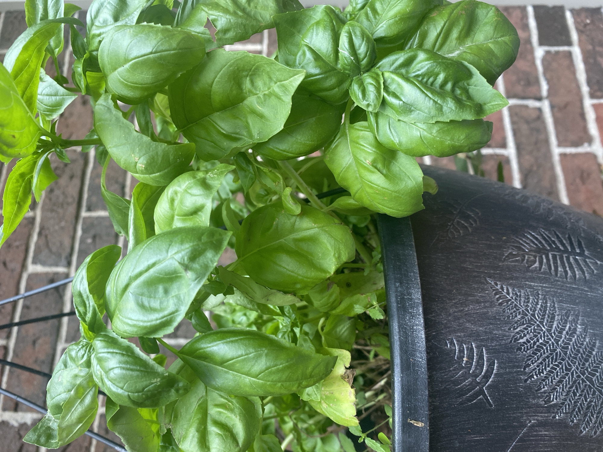 Garden plants, wildlife, and a cat in a Pointe-Claire backyard