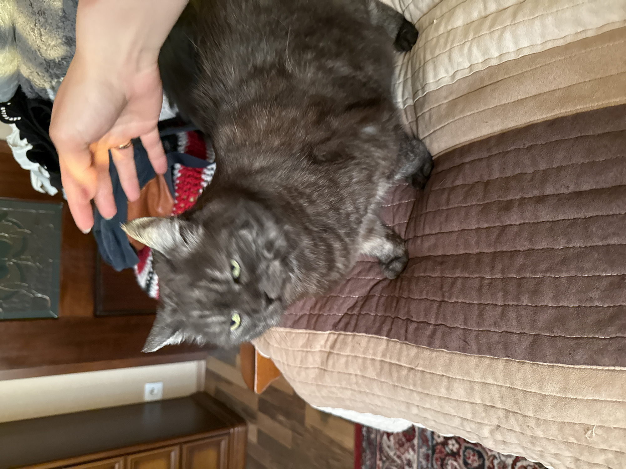 Grey tabby cat photographed resting on striped blanket in Trnava