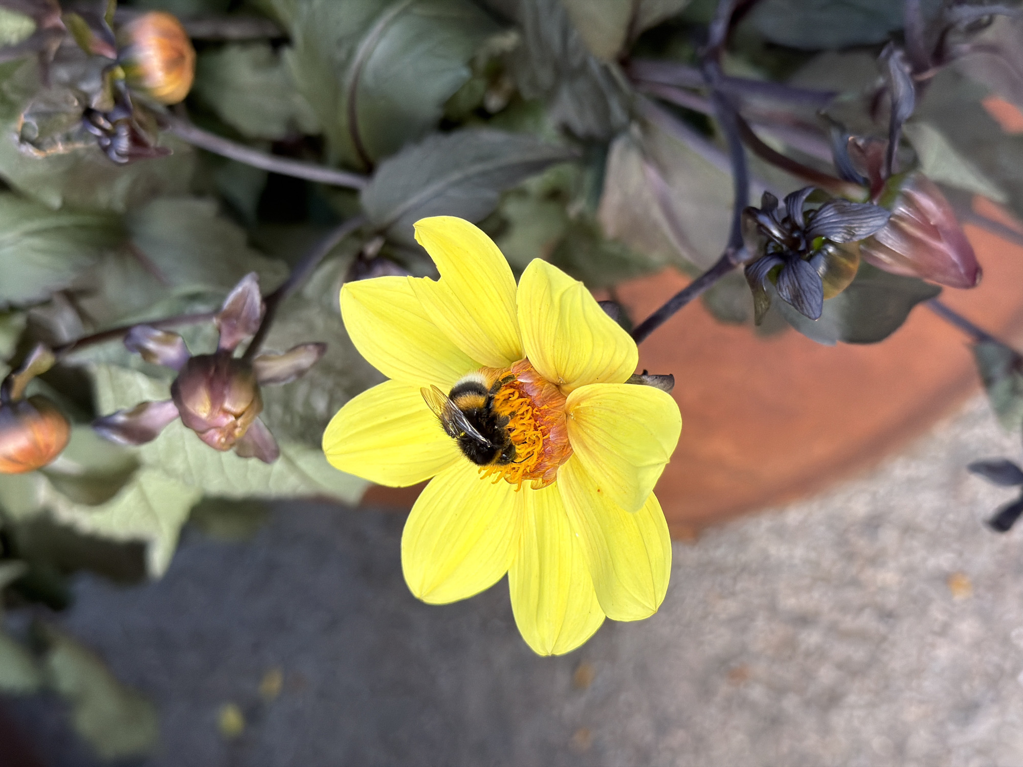 Dahlias, bees, and a summer afternoon in Växjö
