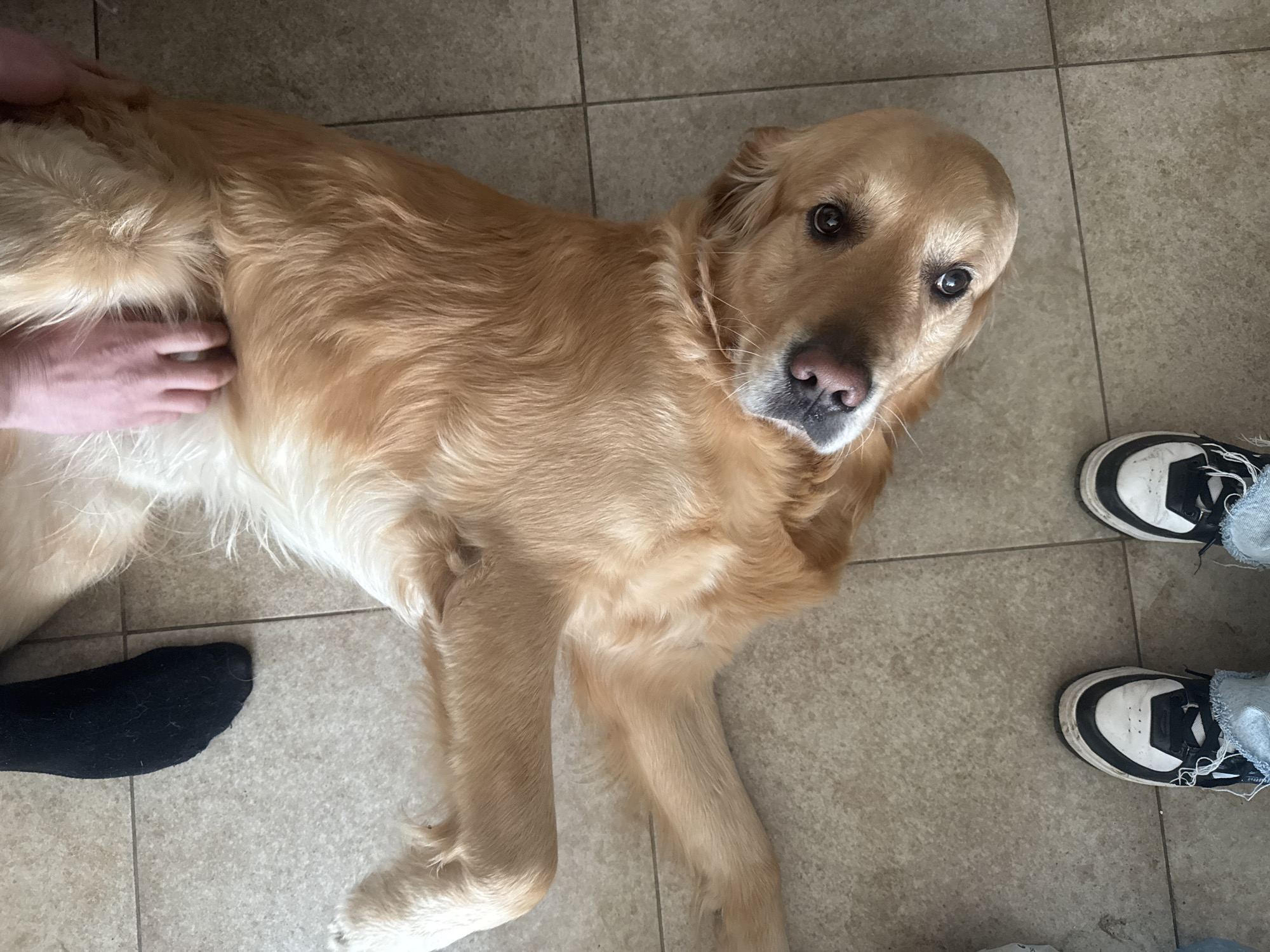 Golden retriever rests with owners in Sofia home
