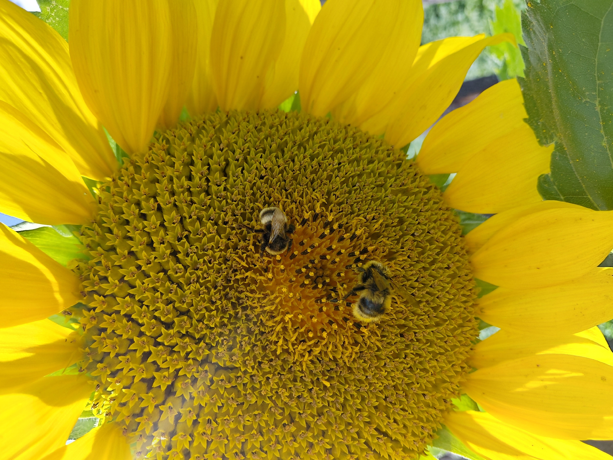 Malinovka garden in late summer bloom and early harvest
