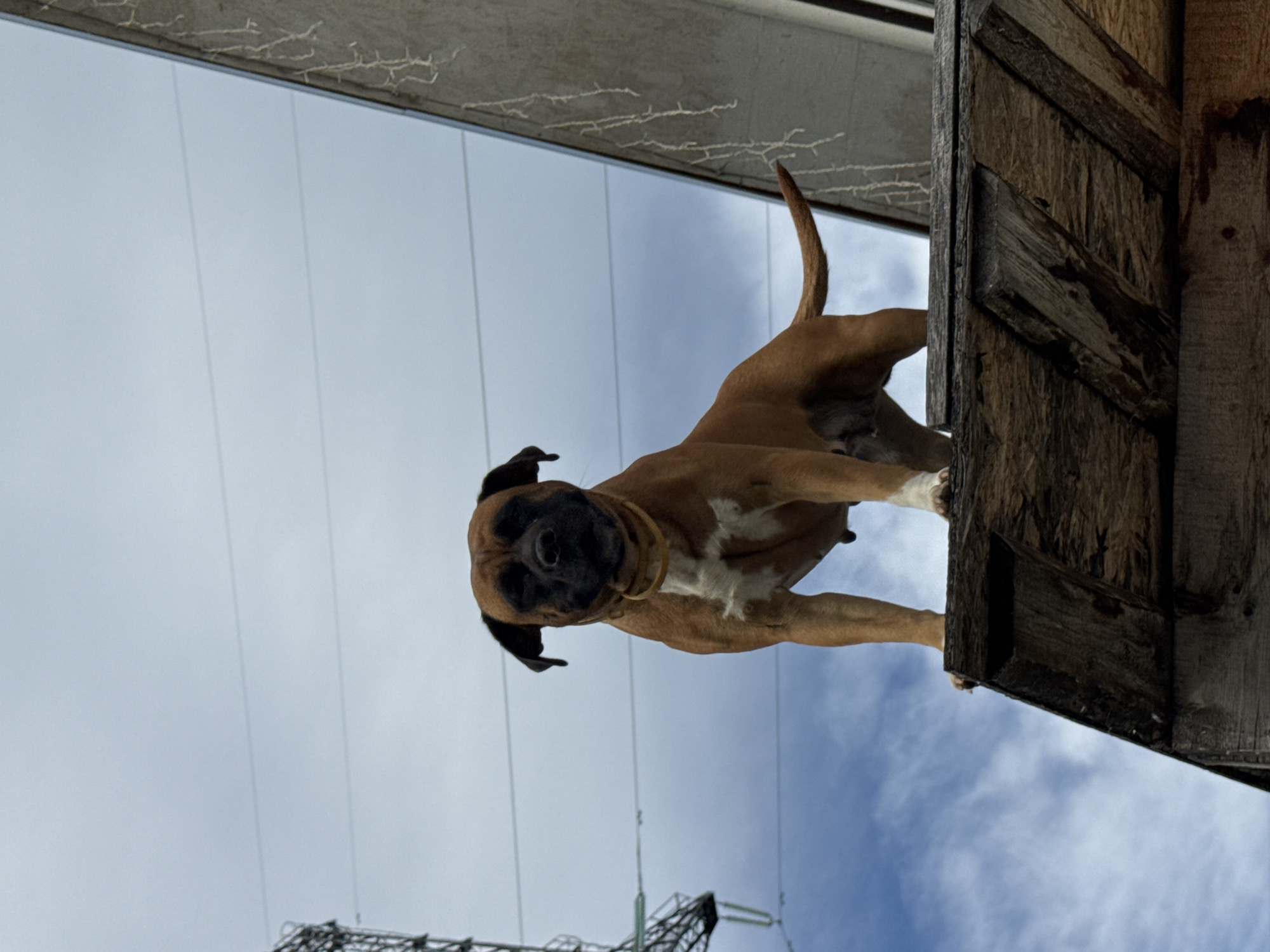 Boxer dog goofing around in Chaikovsky