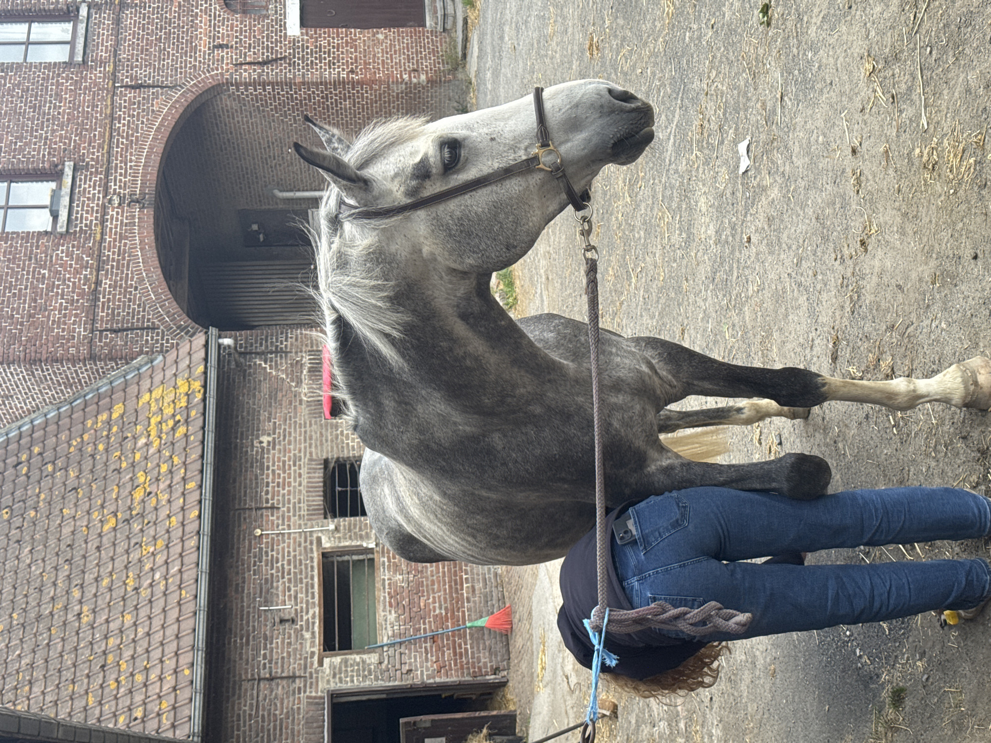 Horse receives hoof care at Belgian farm courtyard