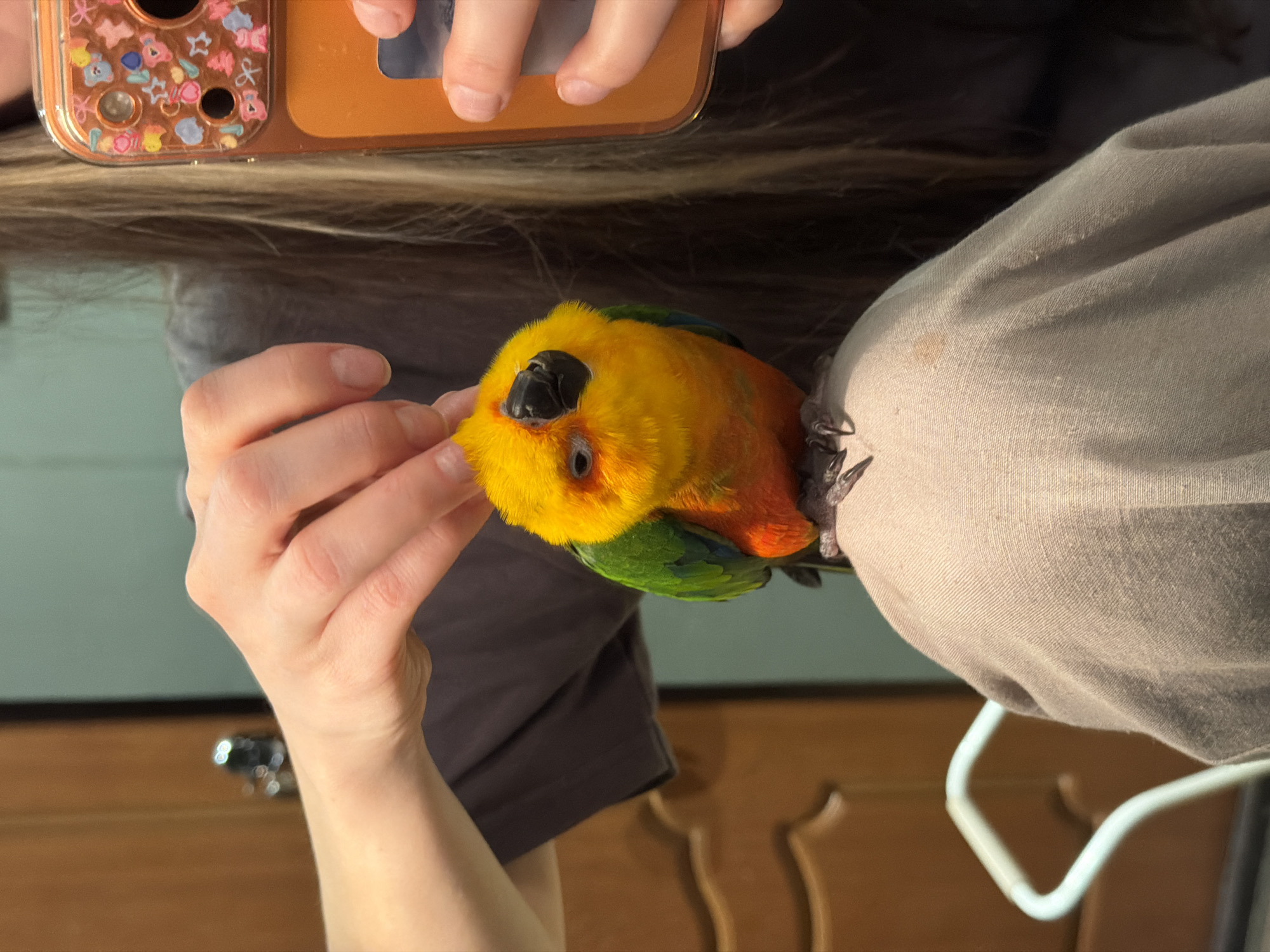 Person takes selfie with colorful Sun Conure parrot indoors