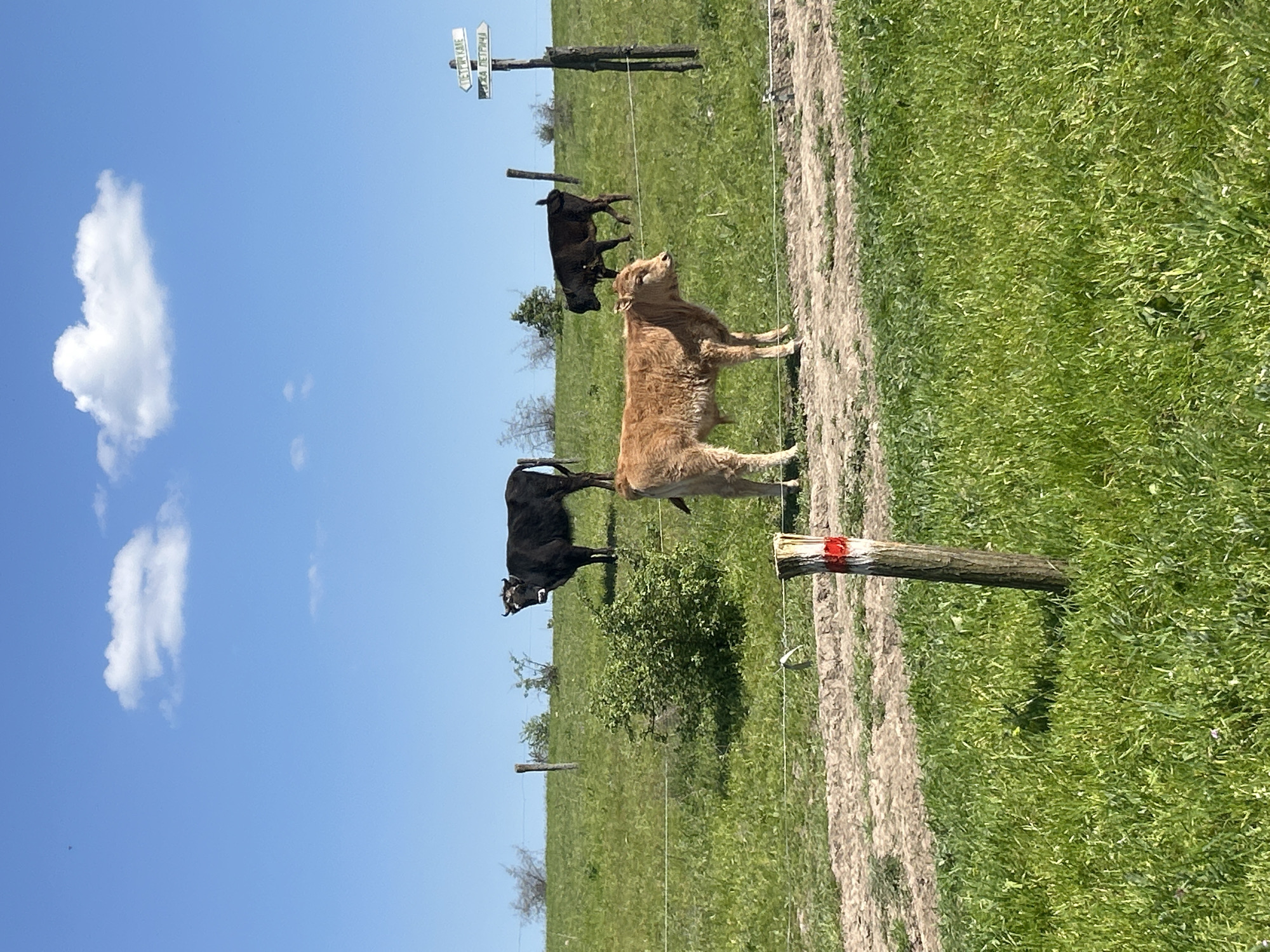 Cattle grazing observed in Bulgarian pasture near signpost