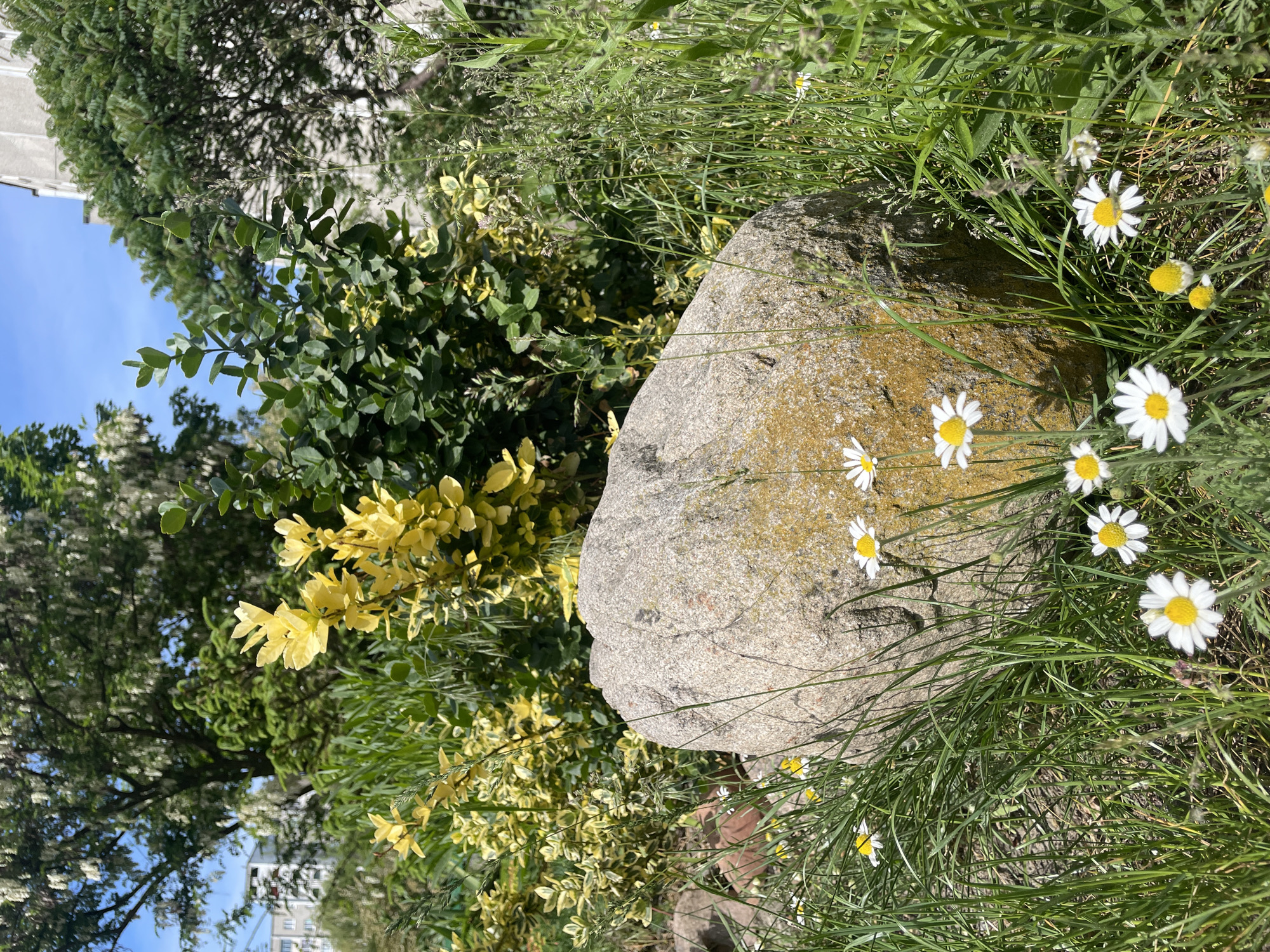 Artist displays homemade painting in Brest garden setting