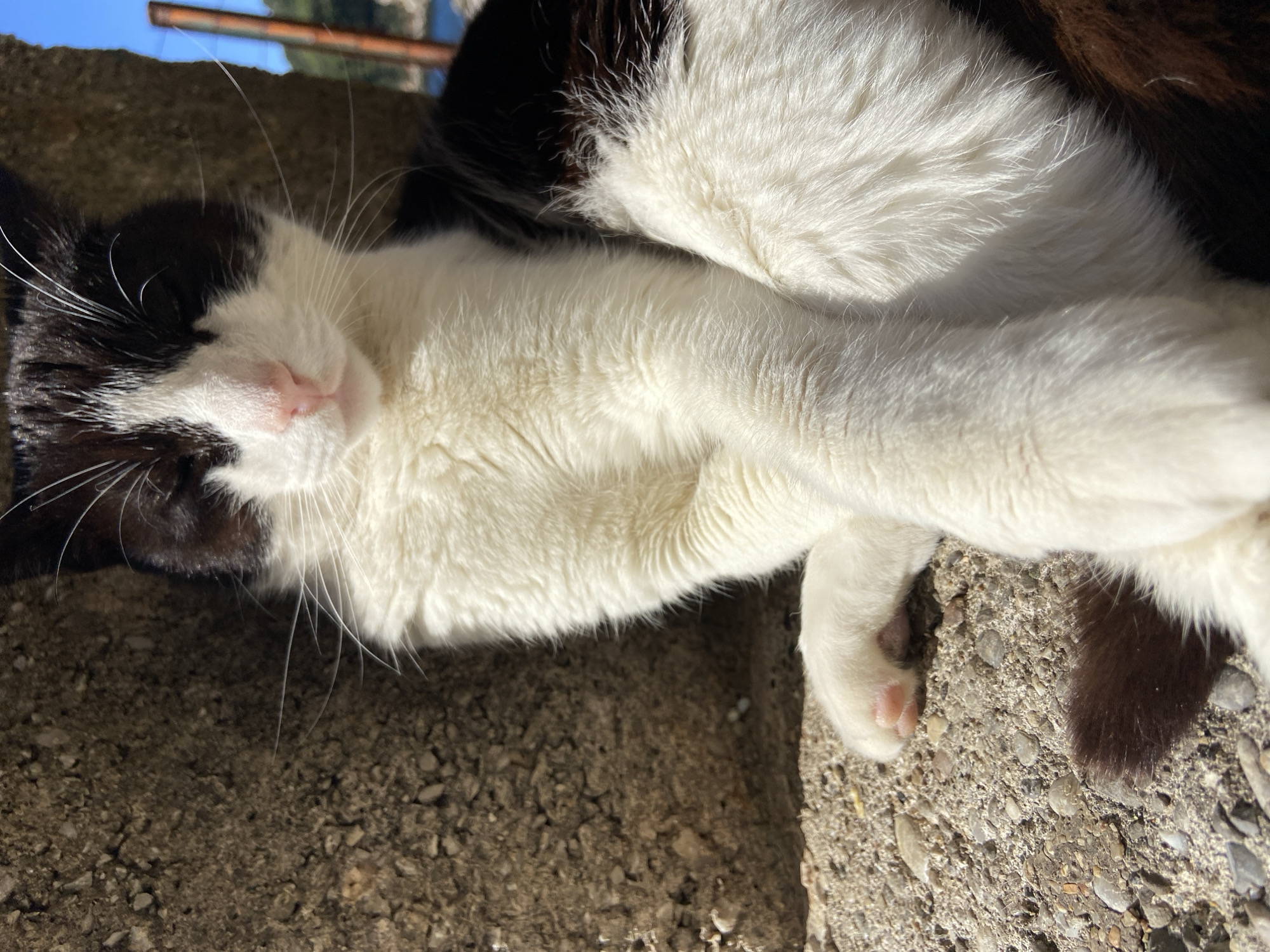 Cat spotted napping on concrete in Budva, Montenegro