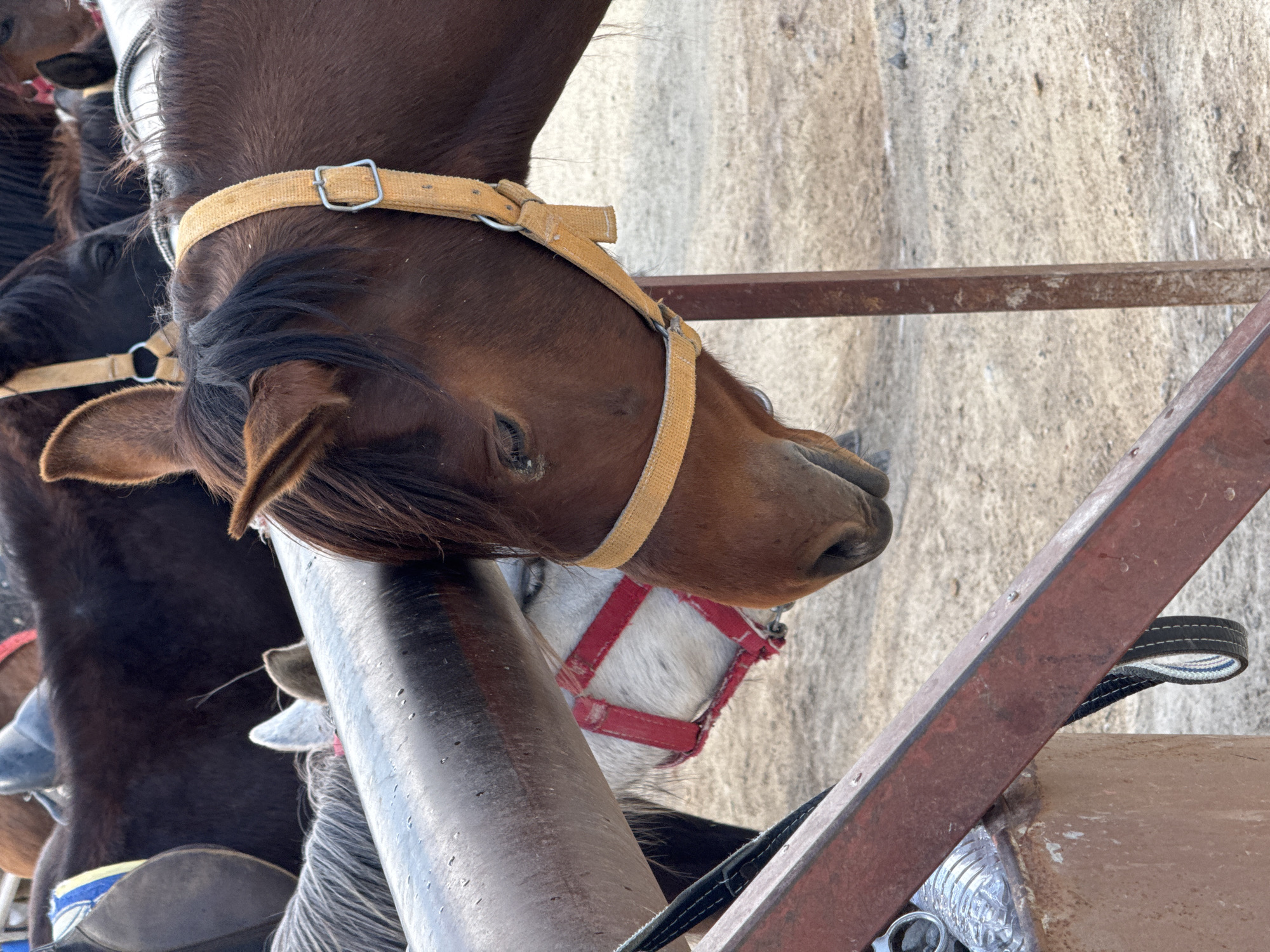 Tourist visits horse stable in Göreme's fairy chimney landscape
