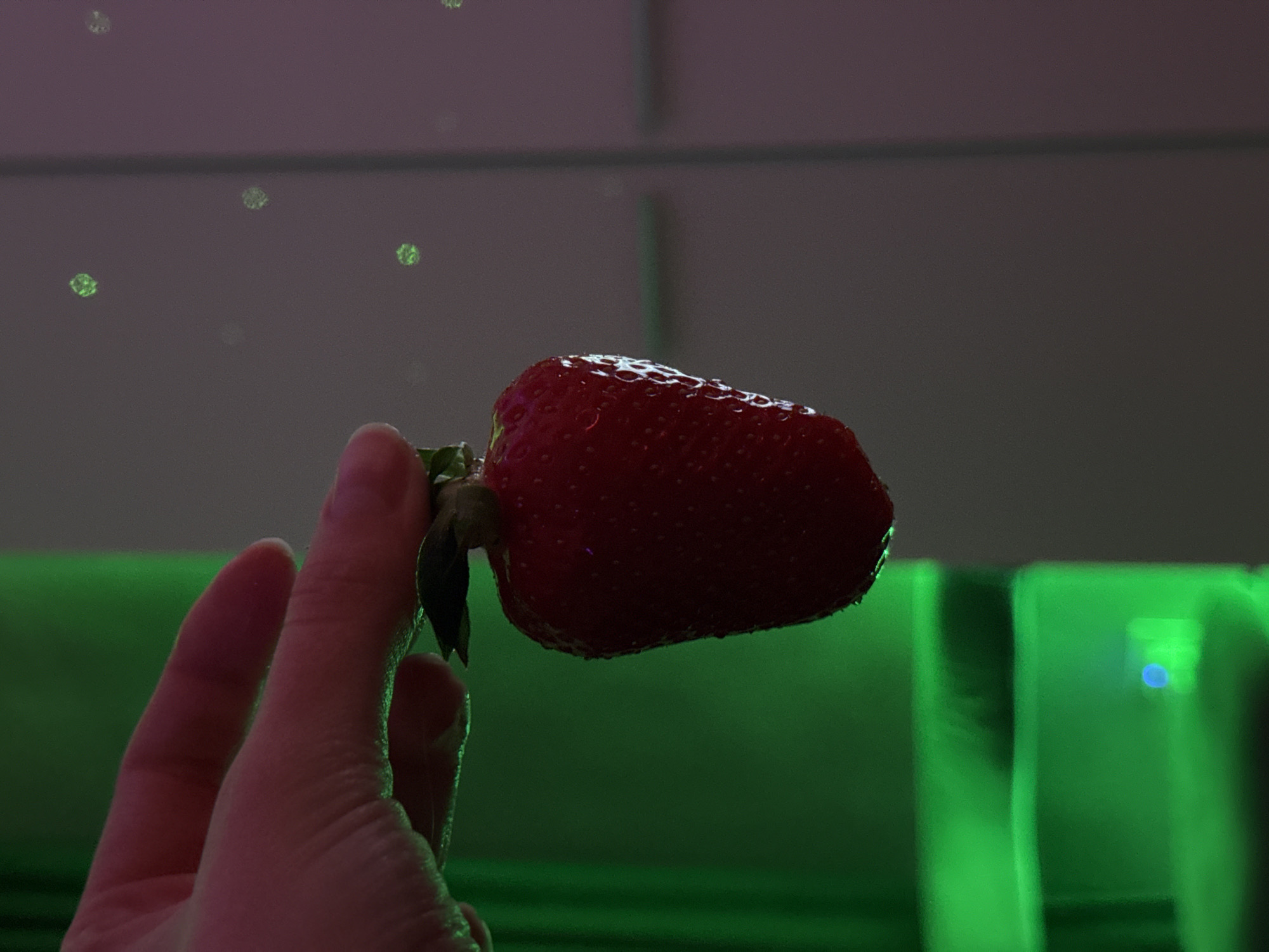 Person photographed handling strawberries indoors over three-hour period