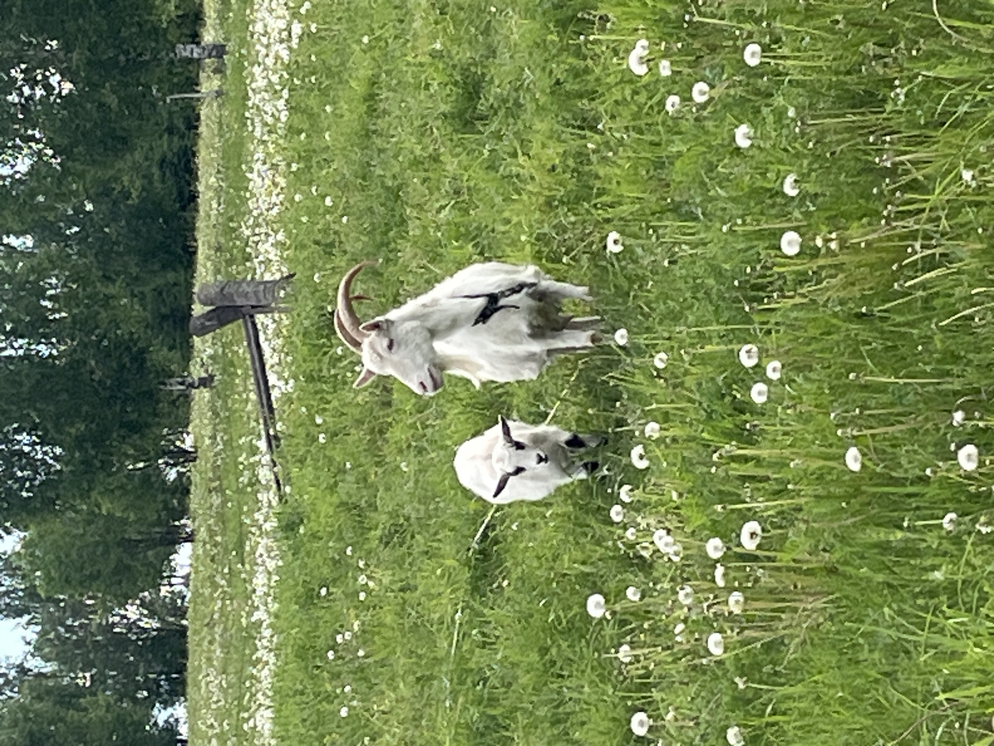 Woman tends goats in Russian field amid dandelions