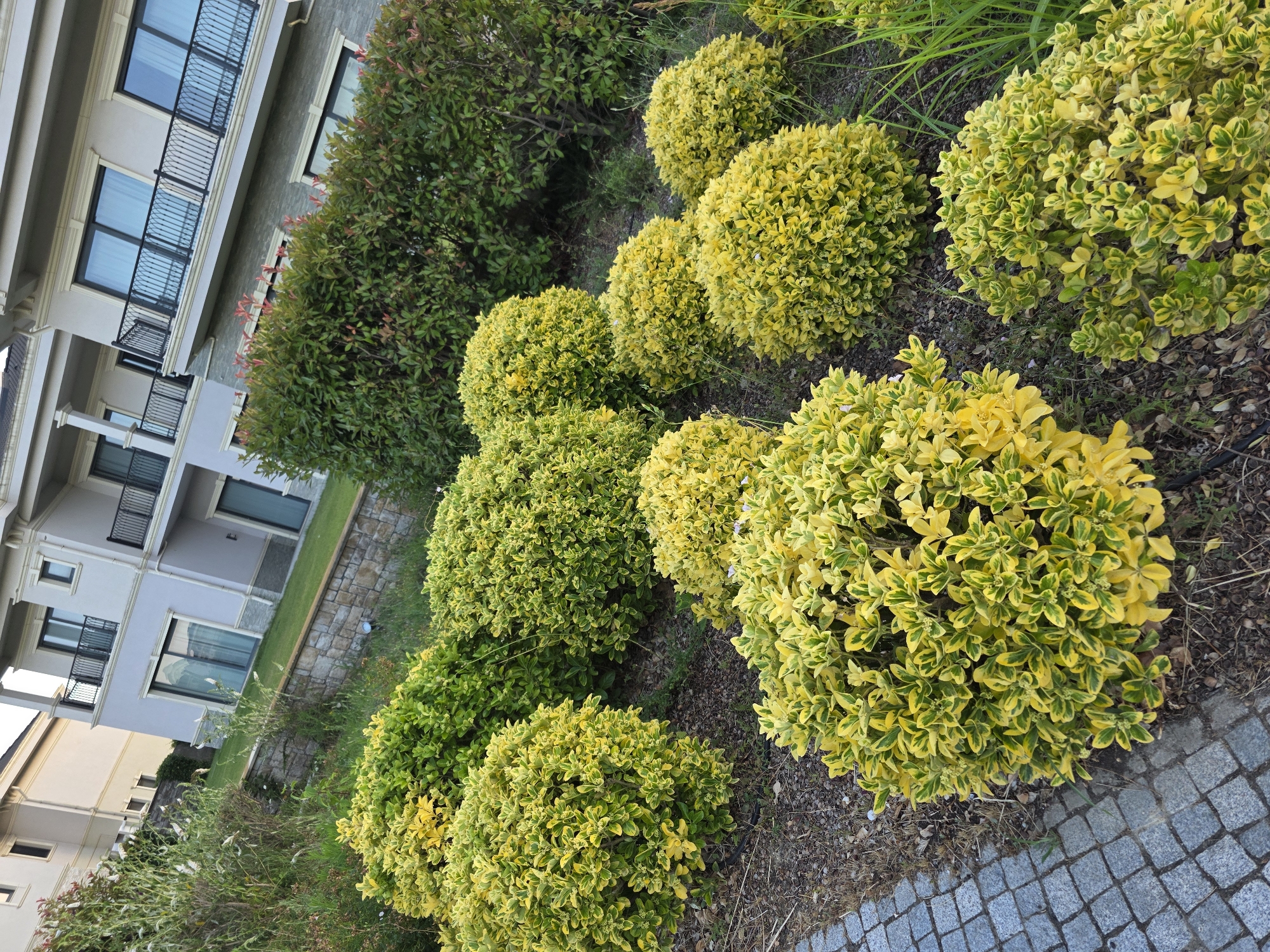 Summer blooms and greenery around a Surakhany Raion residential complex