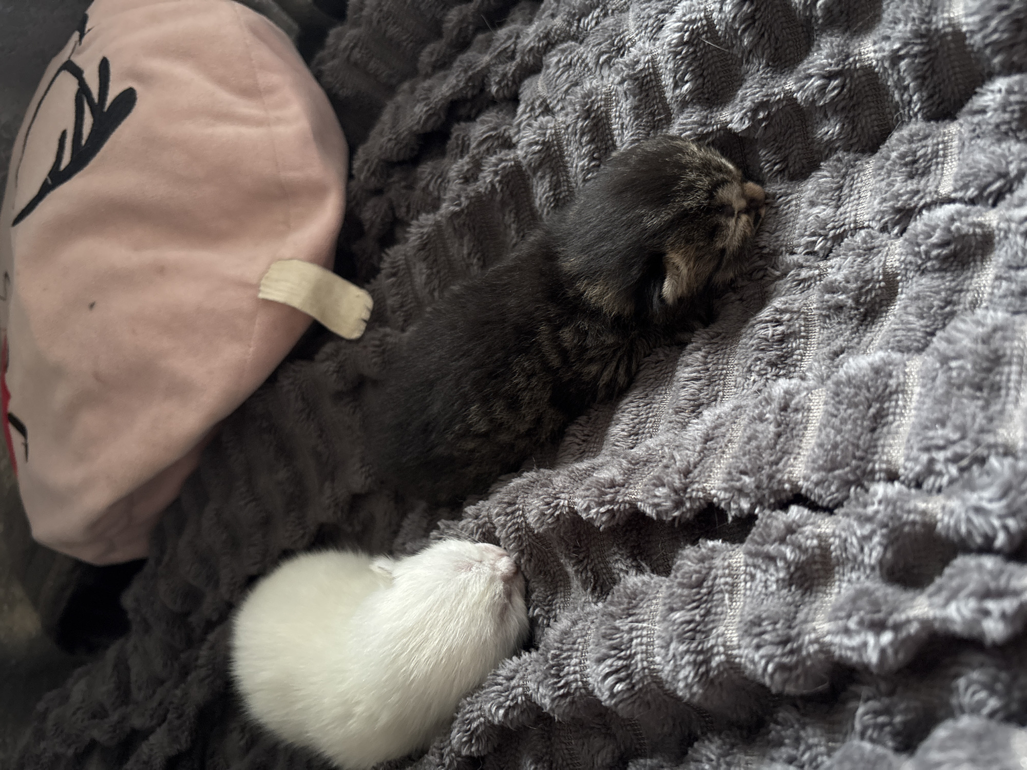 Woman relaxes with phone while kittens nap in Russian home