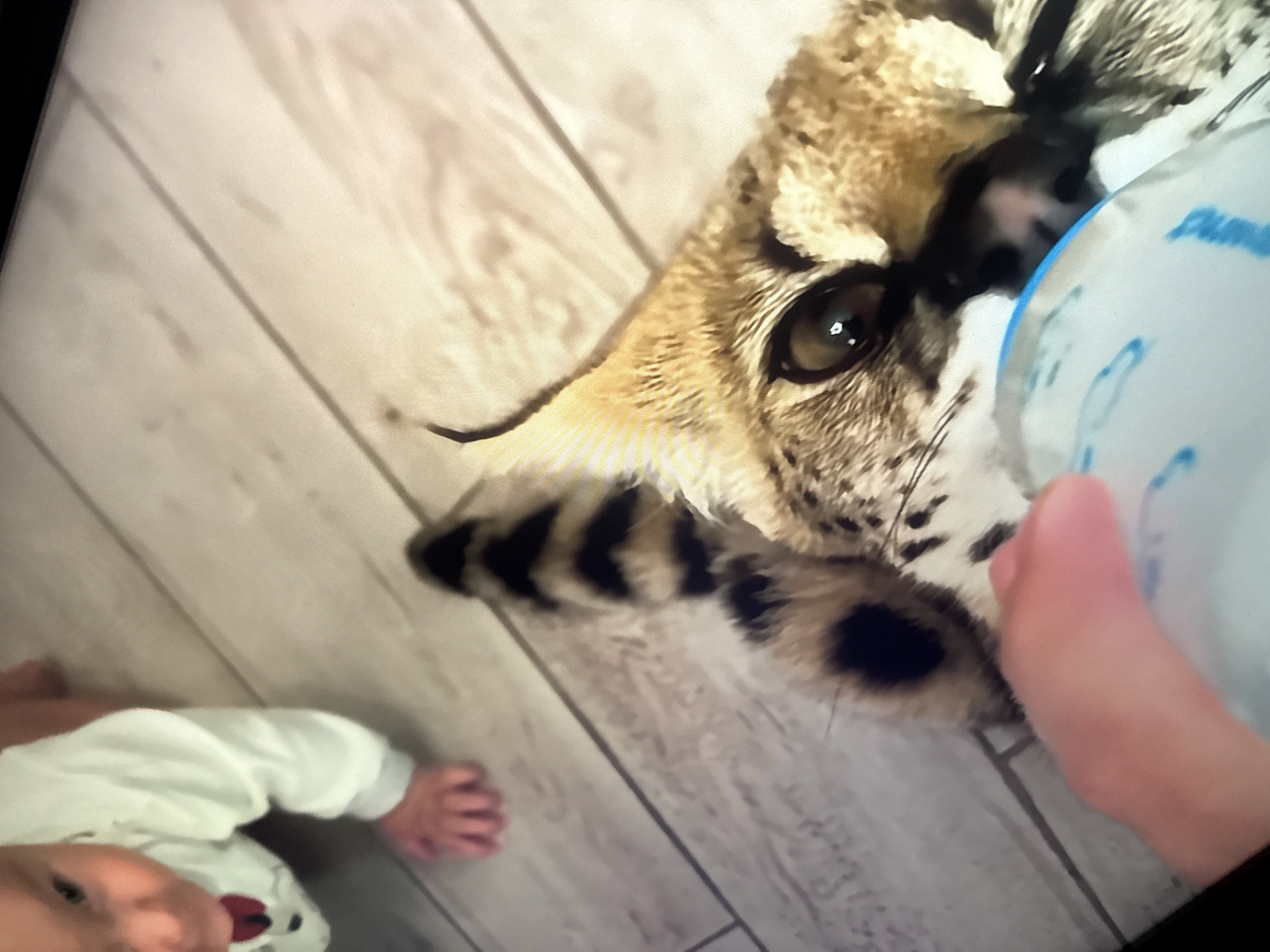 Beach day in Herzliya with exotic cats and surf in the mix