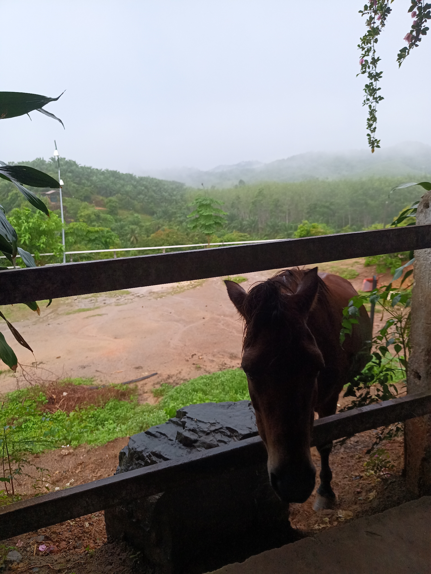 Woman interacts with horse at rural Thai location
