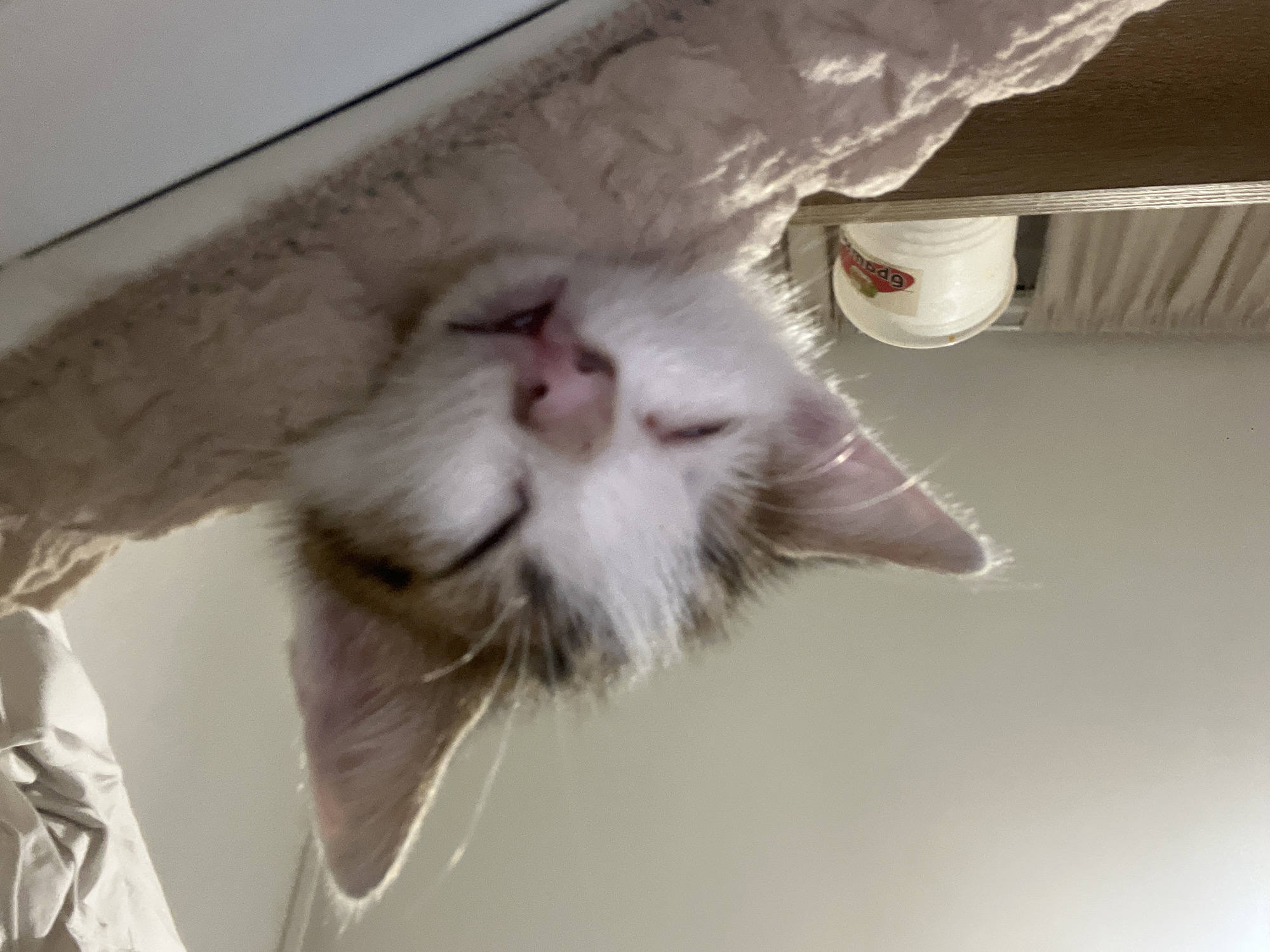 Evening scenes around Sliven: sleeping kitten, crepes, and mountain views
