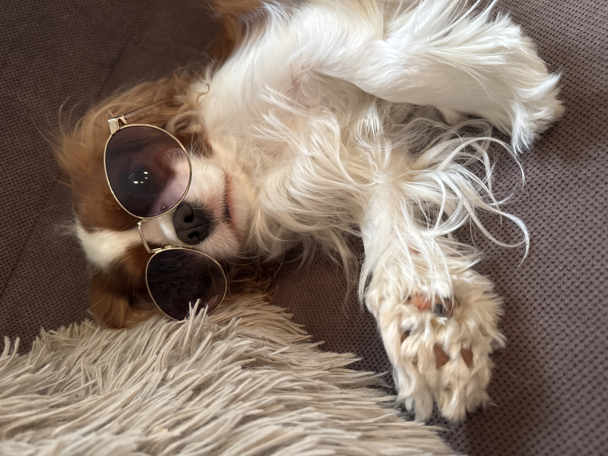 Pets and coffee moments documented in Budva, Montenegro