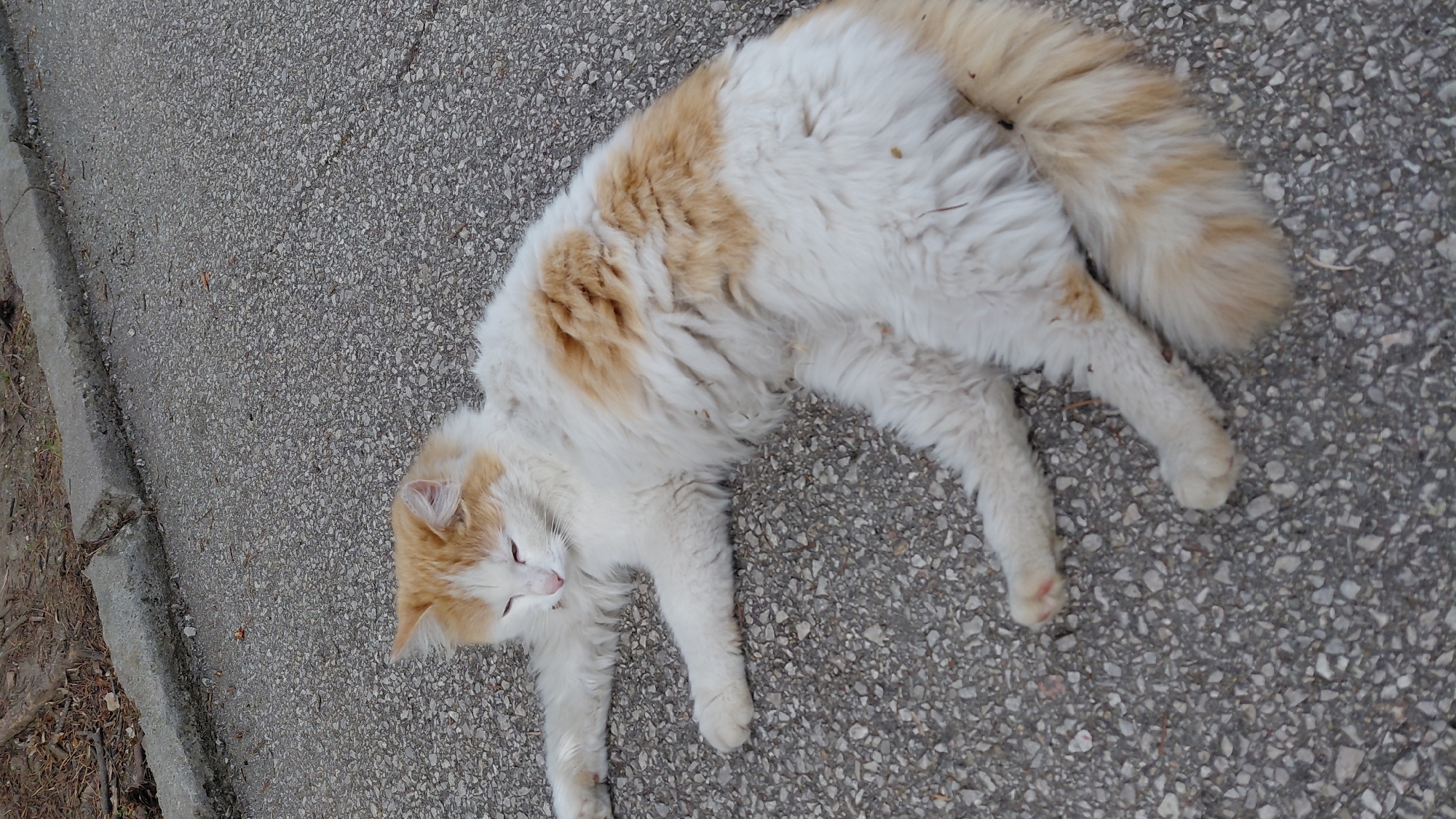 Urban wildlife spotted: cats and geese in city setting