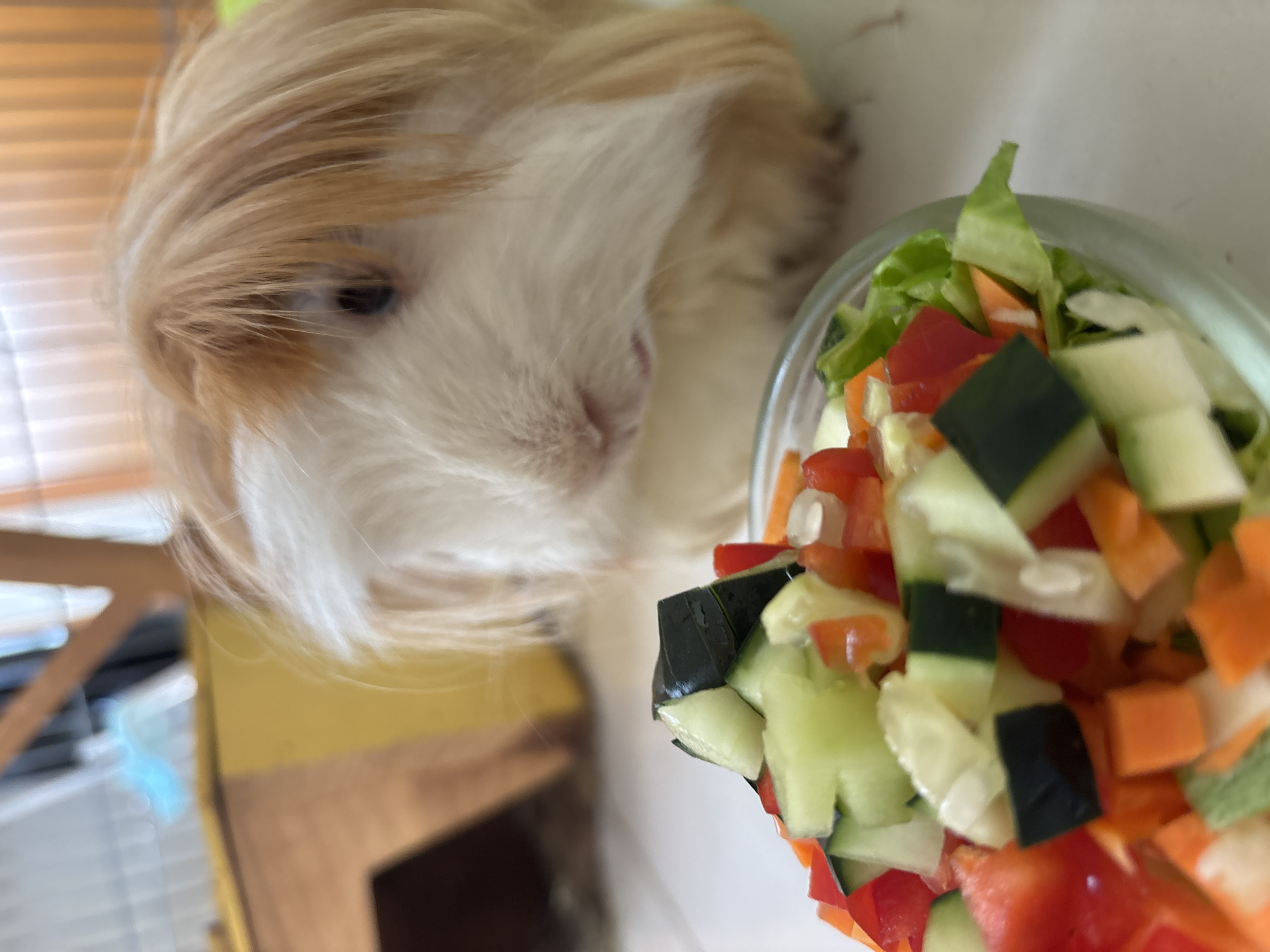 Guinea pig enjoys vegetable dinner in Puebla home
