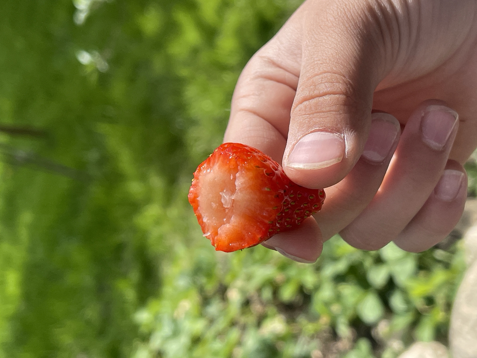 Summer garden moments captured in Donskoye backyard
