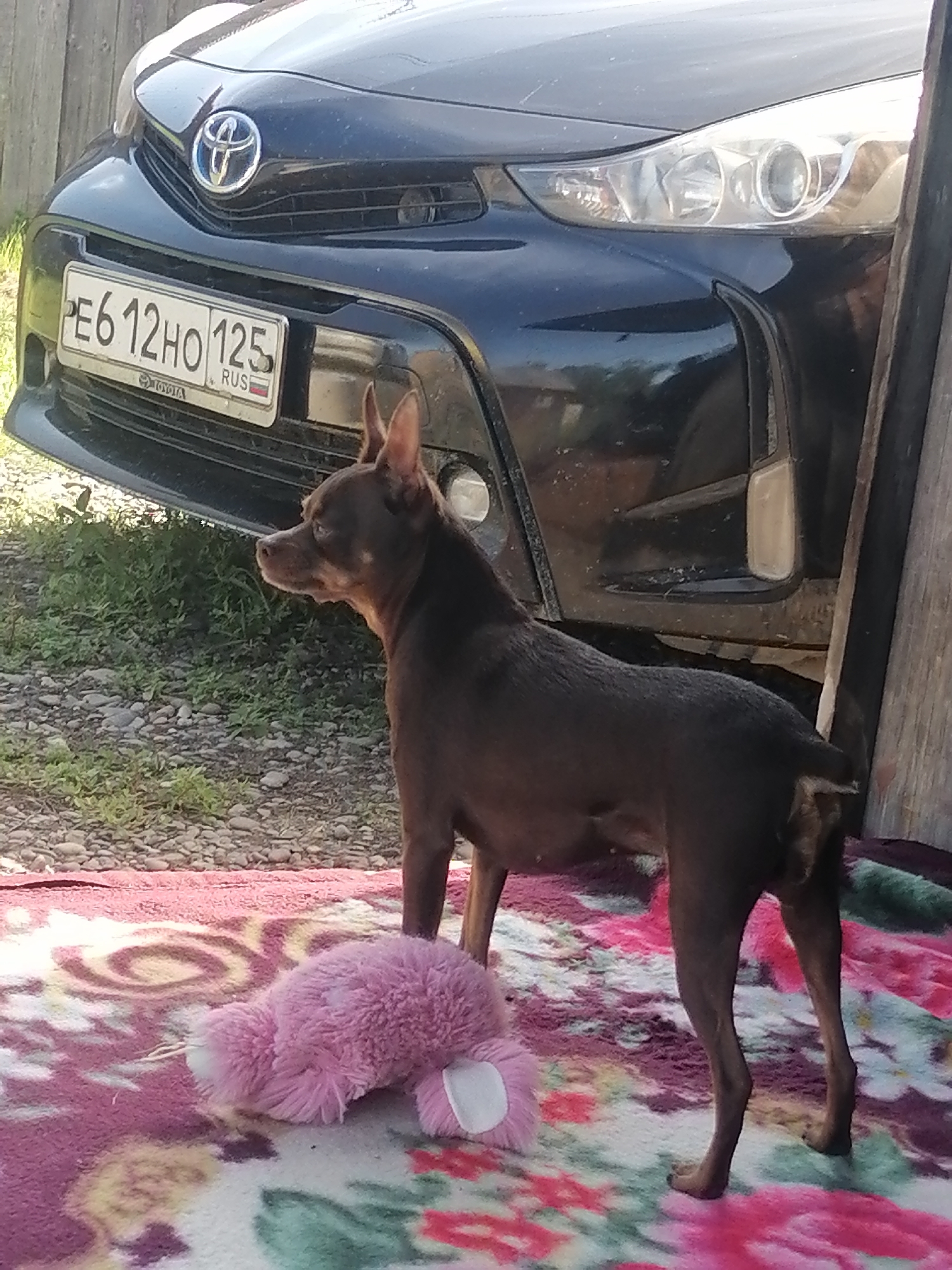 Miniature pinscher chilling outside on a blanket in rural Russia