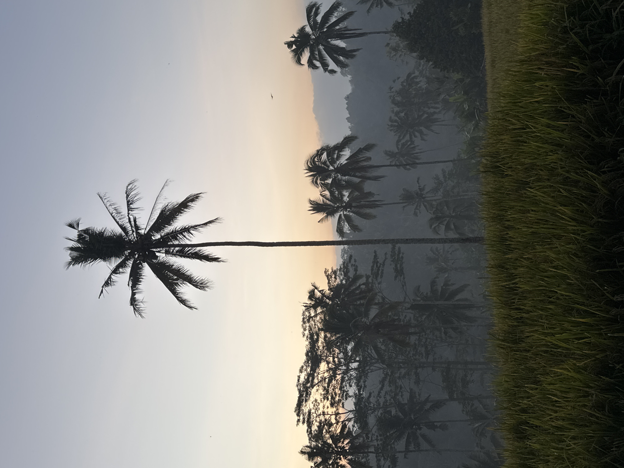 Sunrise over Tegallalang's rice fields and palm silhouettes
